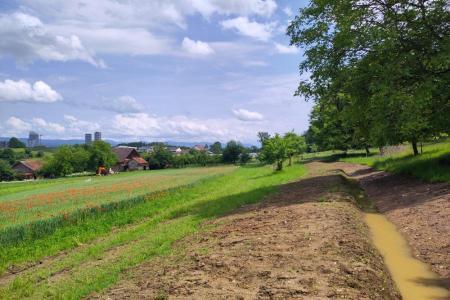 Feld des Huebhofs in Schwammendingen.