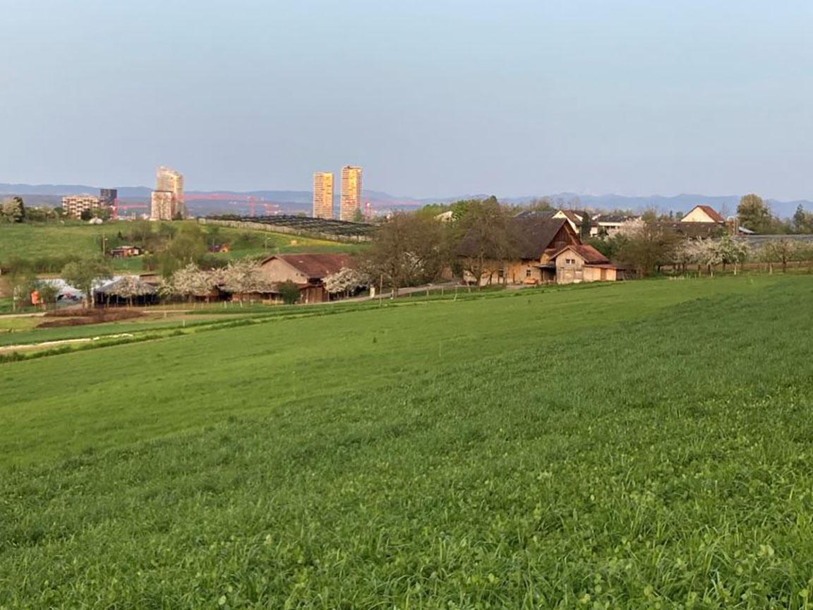 grüne Wiese mit Gehöft, im Hintergrund Hochhäuser der Stadt Zürich