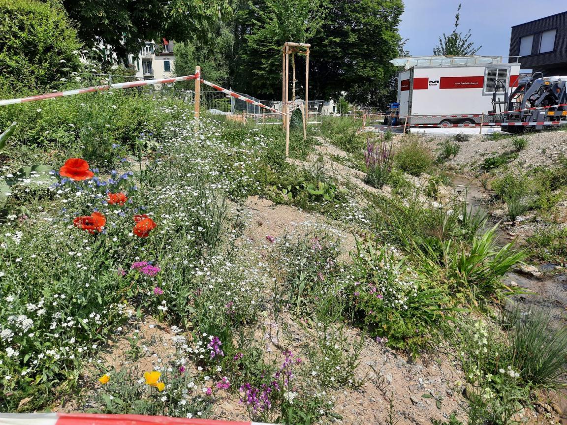 offengelegter Bach mit bepflanzter Böschung