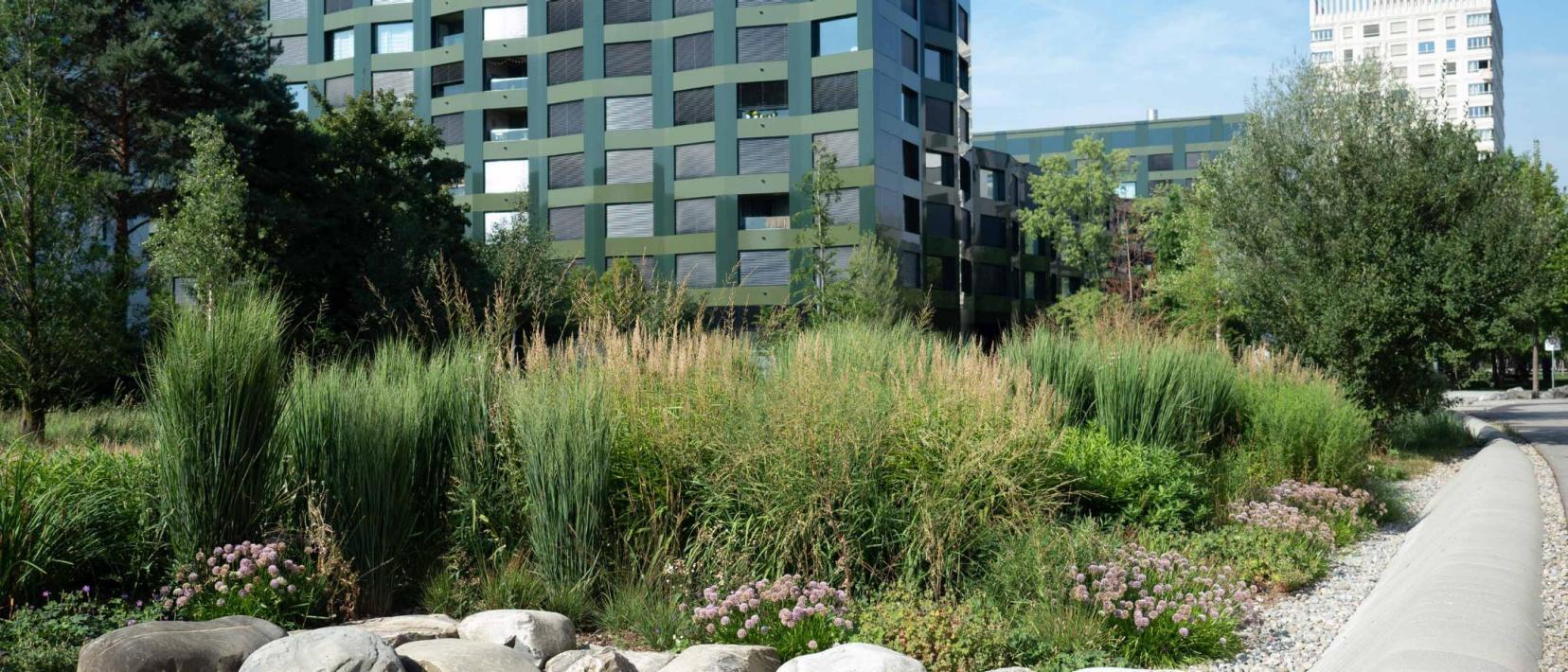 Schlieren, amRietpark: Naturnah gestaltete Geländeunebenheiten eignen sich dazu, nach Niederschlägen Regenwasser zu sammeln und zu versickern.