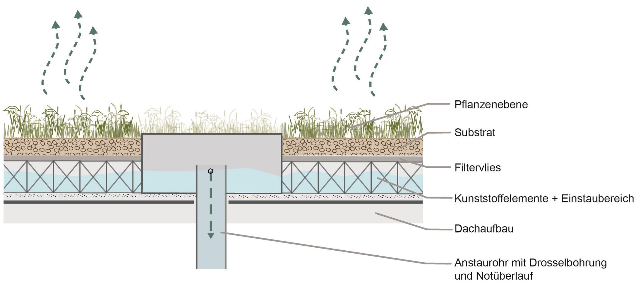 Prinzipskizze: Regenwasser wird unterhalb der Substratschicht in einem Retentionsvolumen eingestaut, so dass es später der Bepflanzung zur Verfügung steht.