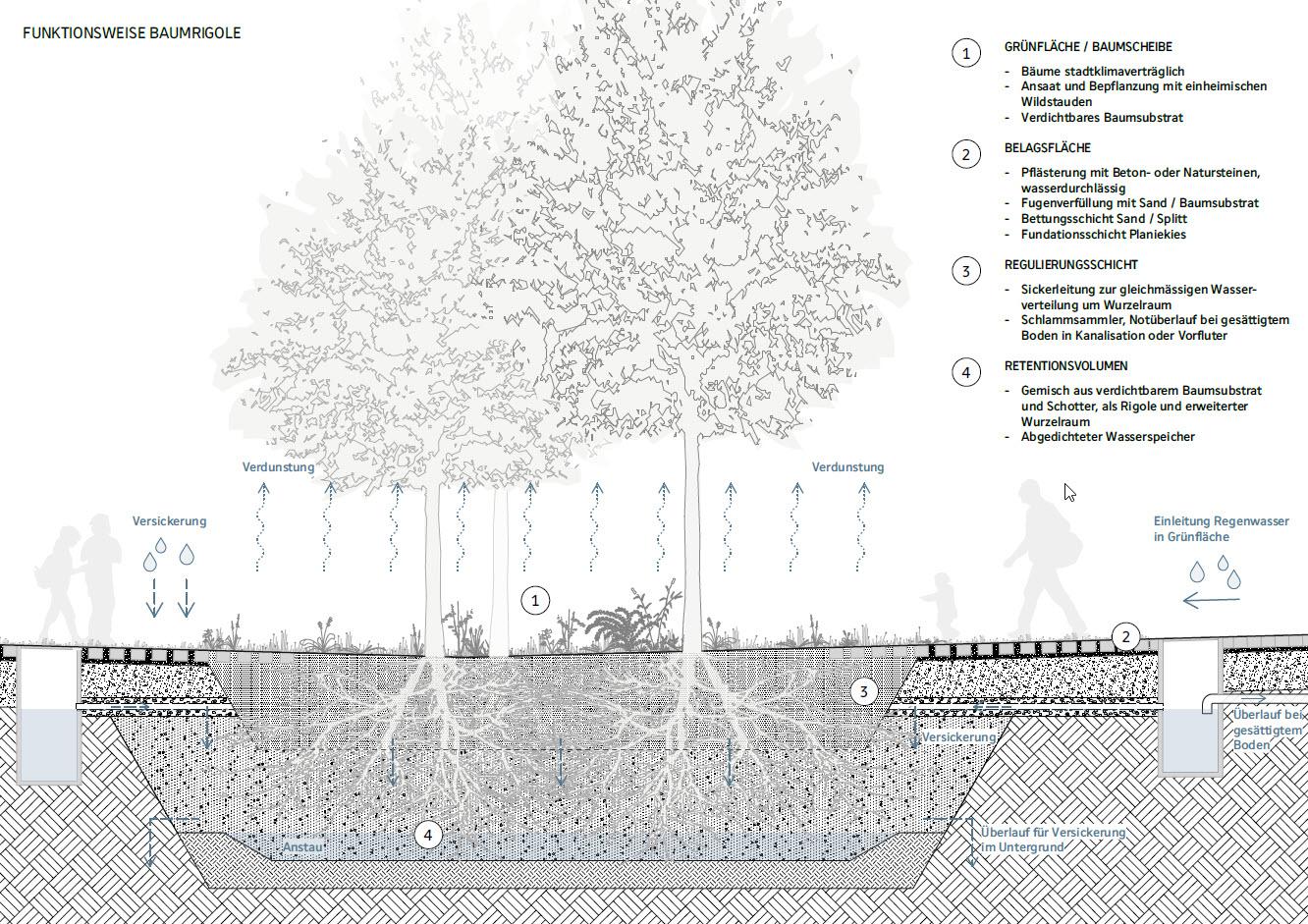 Prinzipskizze einer Baumrigole, welche den Weg des Wassers von der Baumrigole bis zur Verdunstung in der Baumkrone aufzeigt.