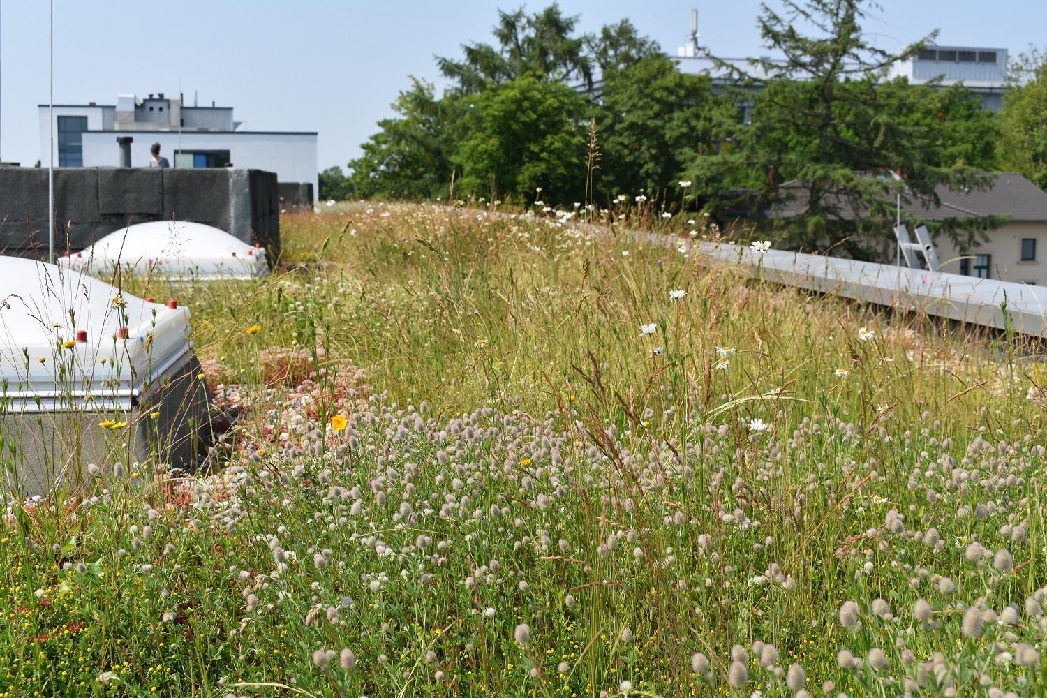 Begrüntes Dach bei schönem Wetter