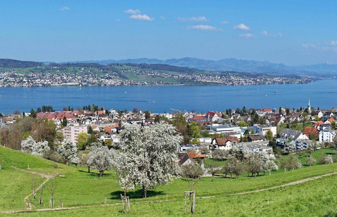 Wiese mit blühenden Bäumen am Gulmenweg in Wädenswil am Zürichsee.
