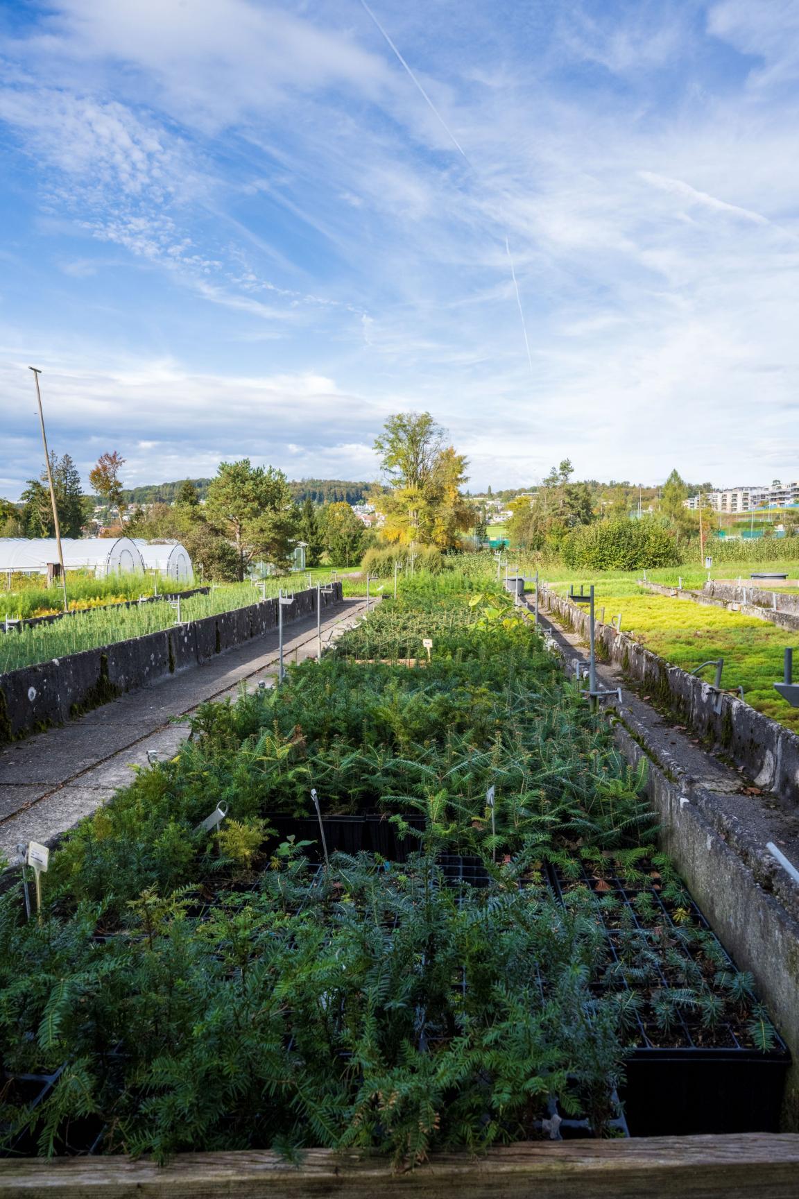 Beet mit Weisstannen aus vielen verschiedenen Höhenlagen stammend in der WSL Birmensdorf