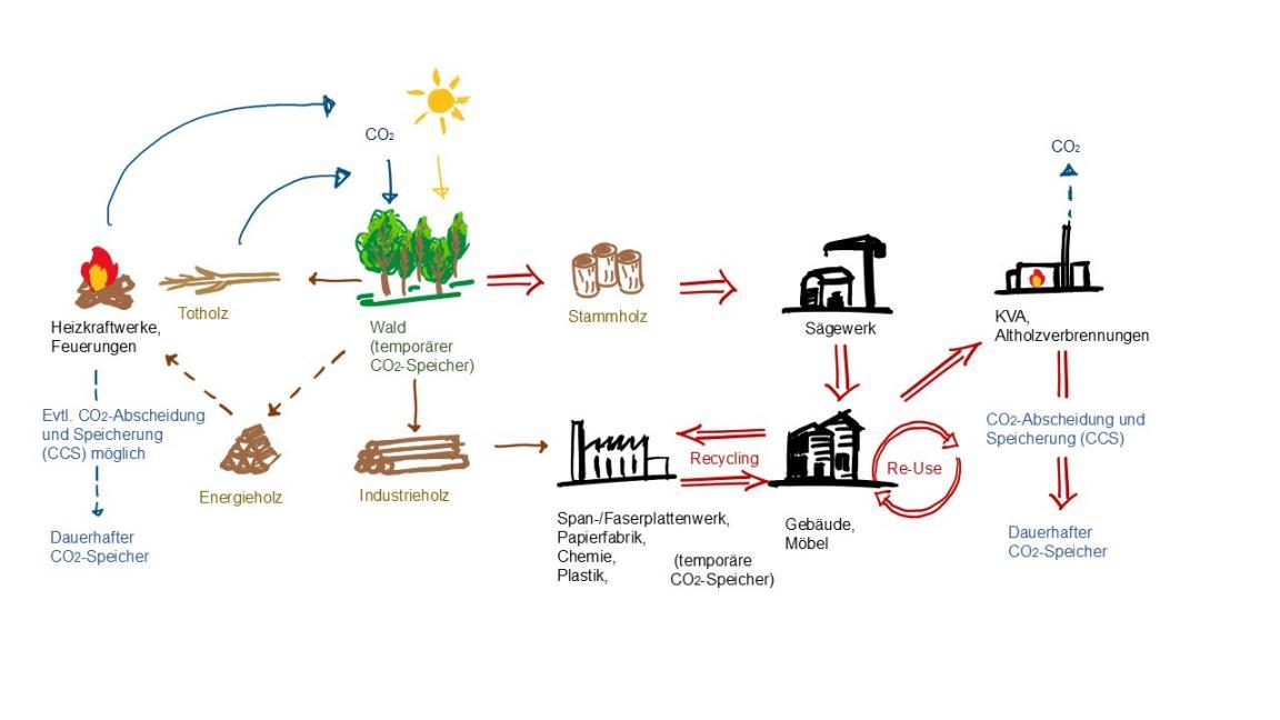 Flussdiagramm der Holzverwendungspfade, von Wald über Sägewerk zu Produkten und Energiegewinnung, mit CO2-Freisetzung und -Speicherung. Der ökologisch bevorzugte Pfad ist rot hervorgehoben.