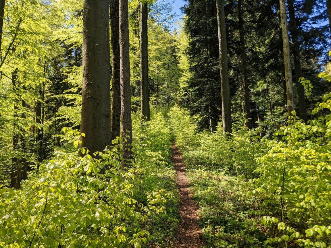 Pfad, der durch einen dicht bewachsenen Wald im Tösstal mit verschiedenen Baumarten führt. 