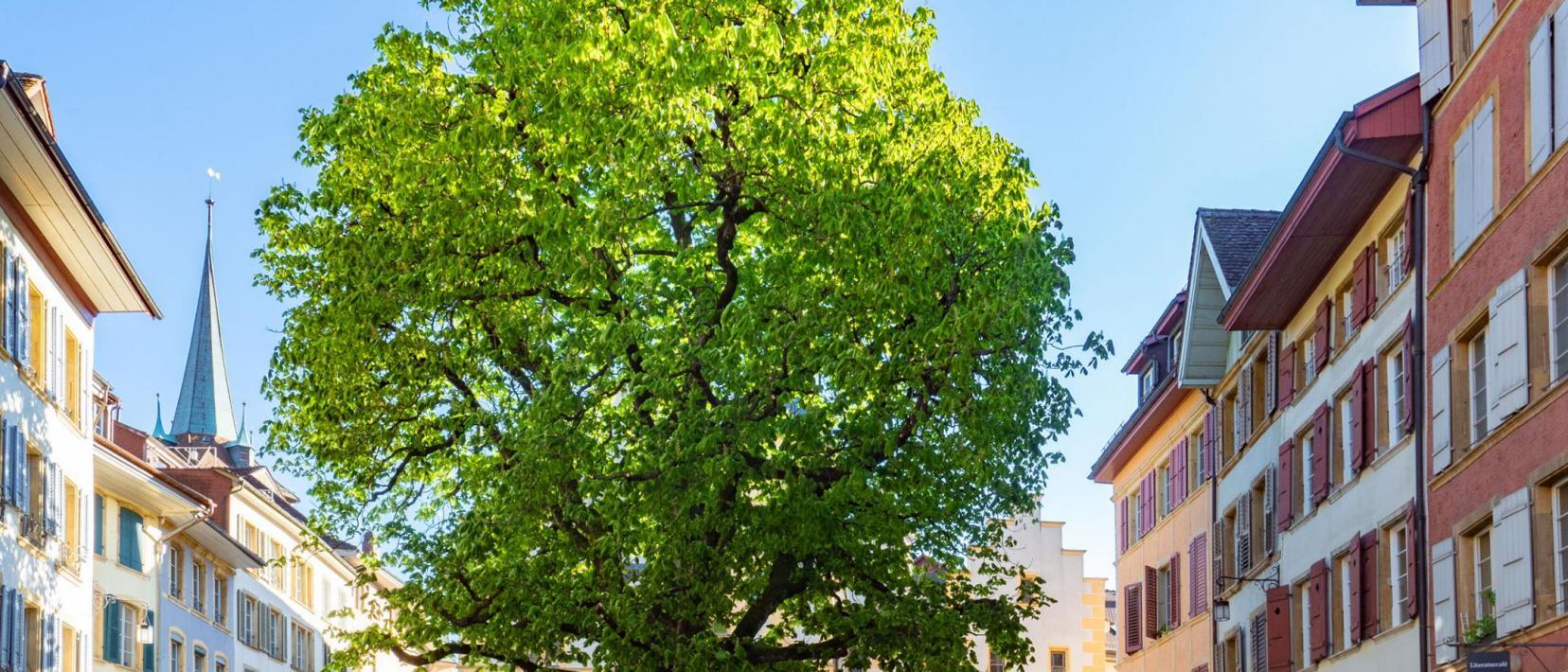 Stadtbaum mit grosser Krone auf einem Platz in einer Altstadt