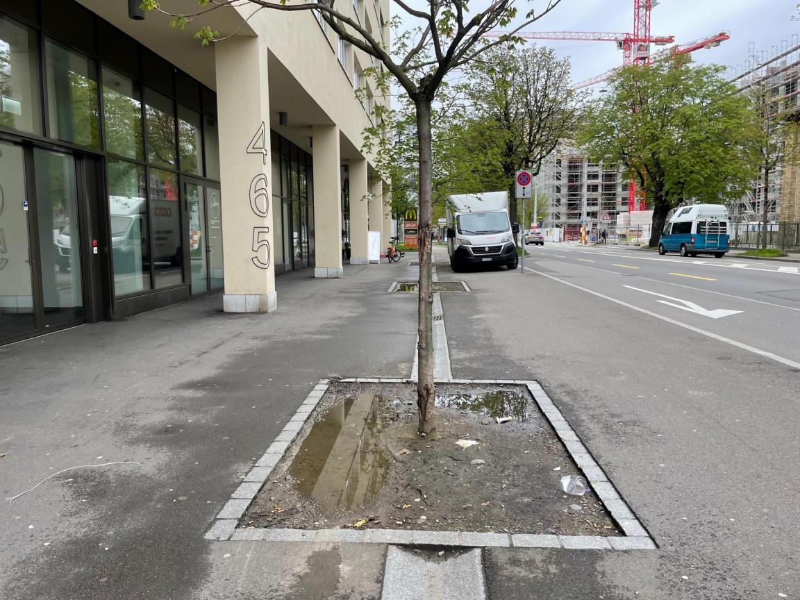 Junger Strassenbaum mit Stammverletzungen und verdichteter Pflanzgrube