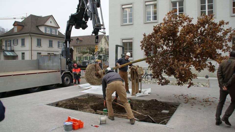 Baumpflanzung in eine grosse Baumgrube mit ausreichend Platz für eine Unterpflanzung des Baumes.