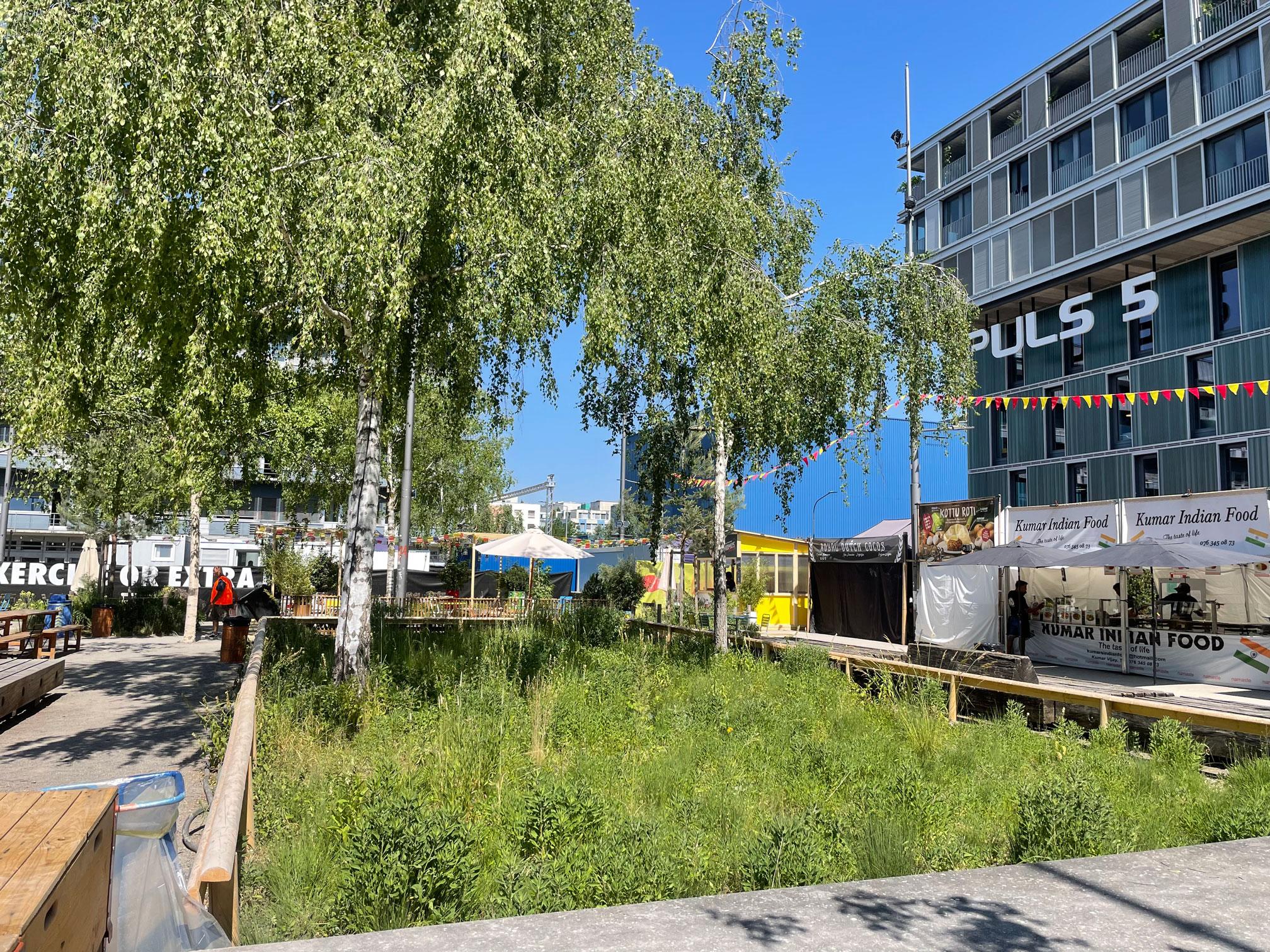 Zwei Hängebirken mit einer grosszügigen Unterpflanzung