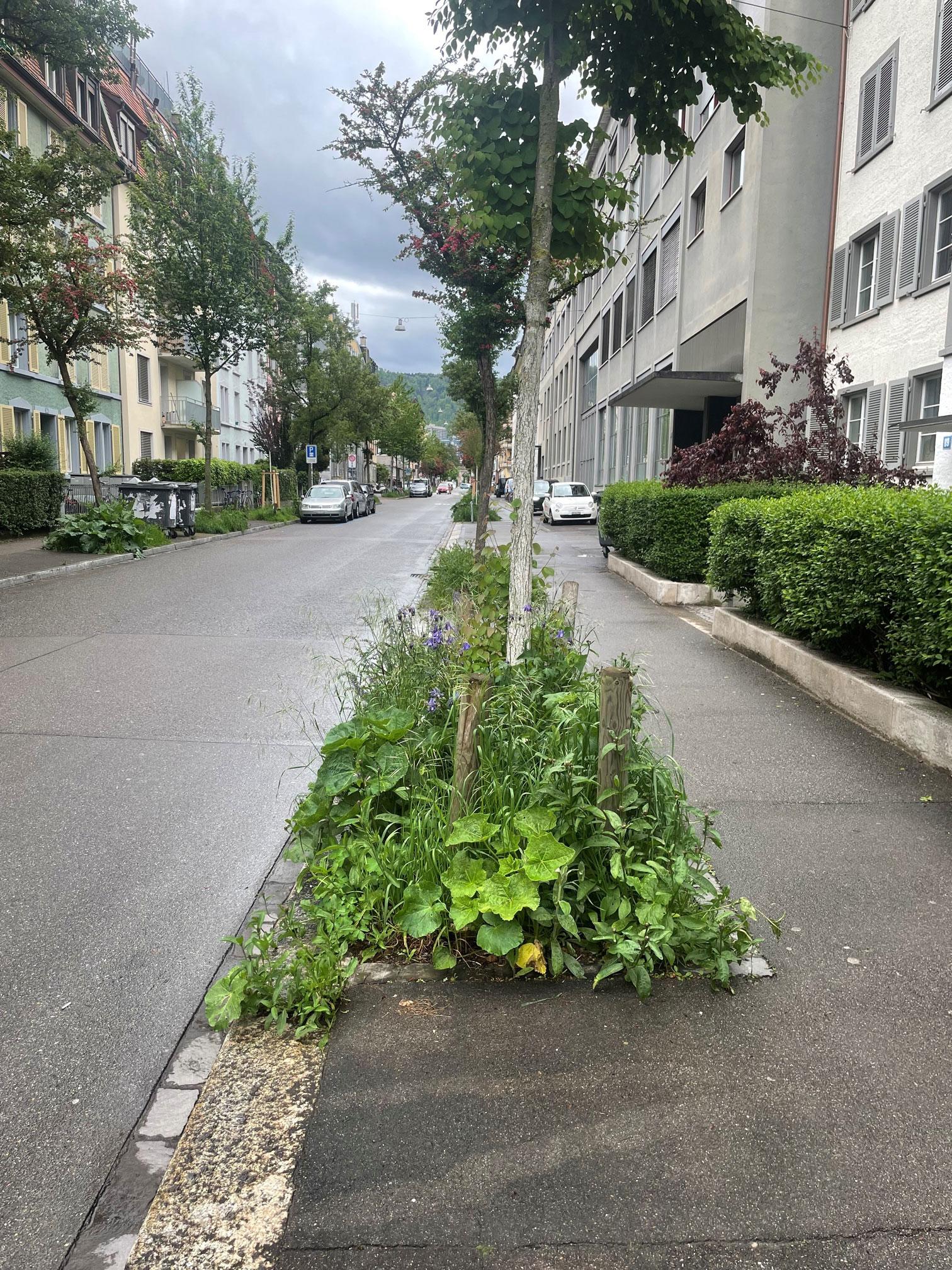 Bepflanzte Baumscheibe mit breitblättrigen Pflanzen