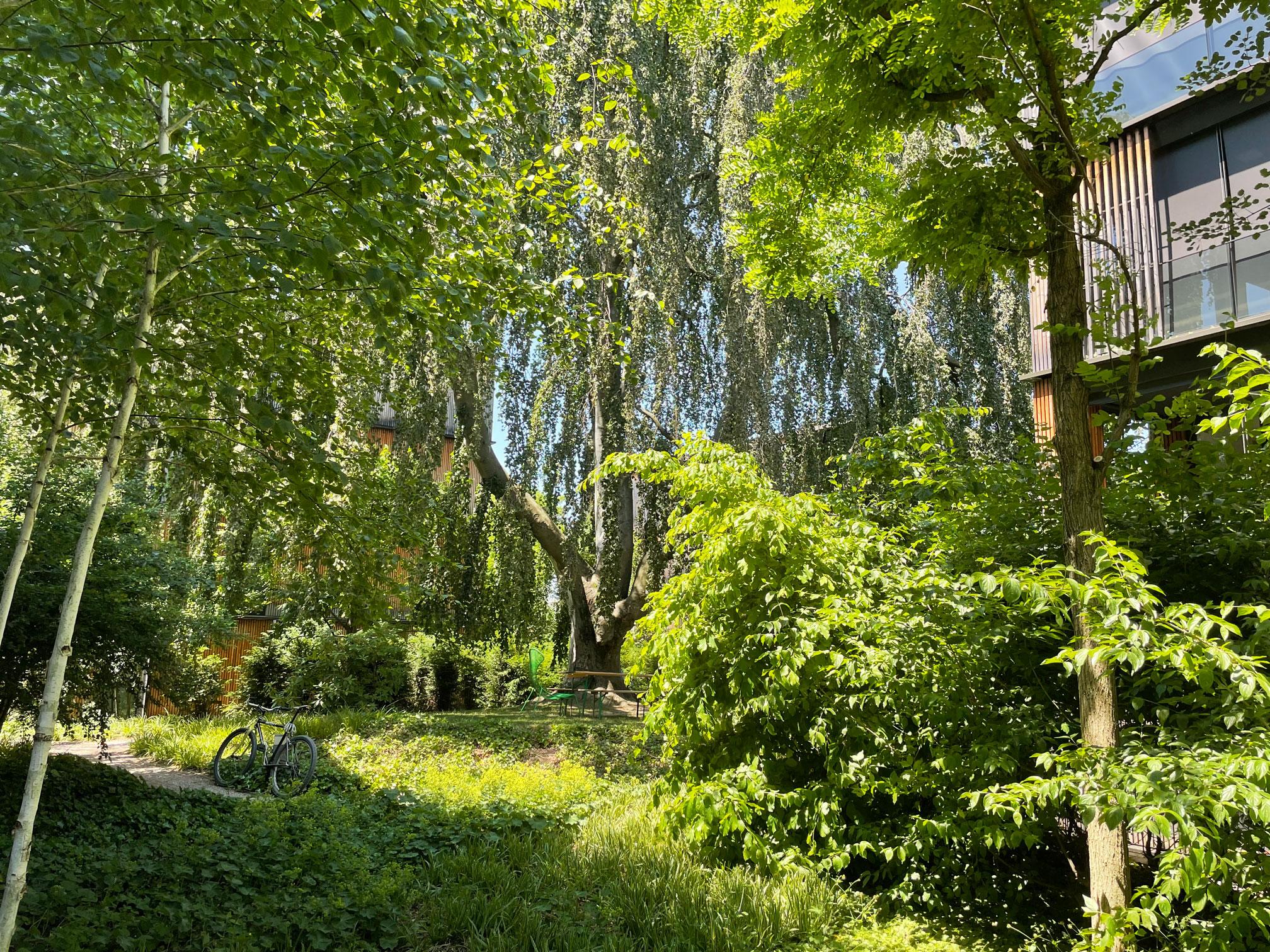 Gelungenes Beispiel einer Nachverdichtung. Alte Bäume wurden erhalten und mit der Neupflanzung junger Bäume kombiniert.