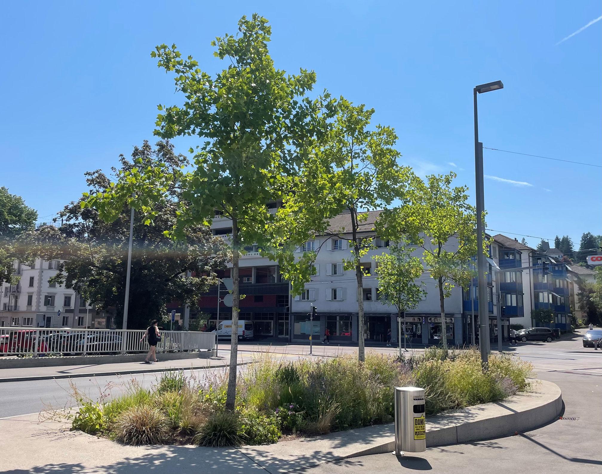 Drei Bäume in einer gemeinsamen Baumscheibe mit diversen Stauden