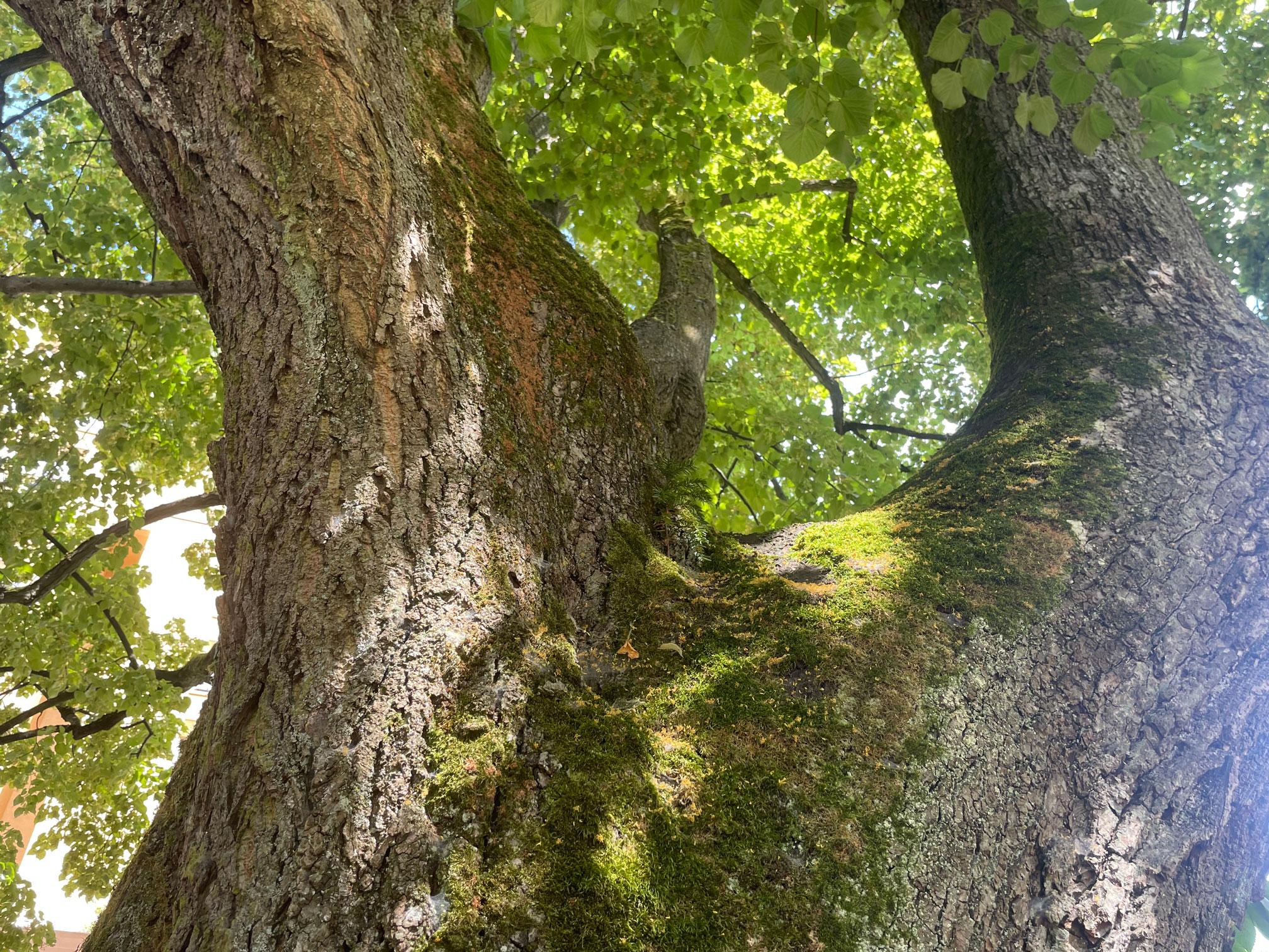 Das Bild zeigt die Krone einer alten Linde. Alte Bäume beherbergen eine grosse Vielfalt der Flora und Fauna.