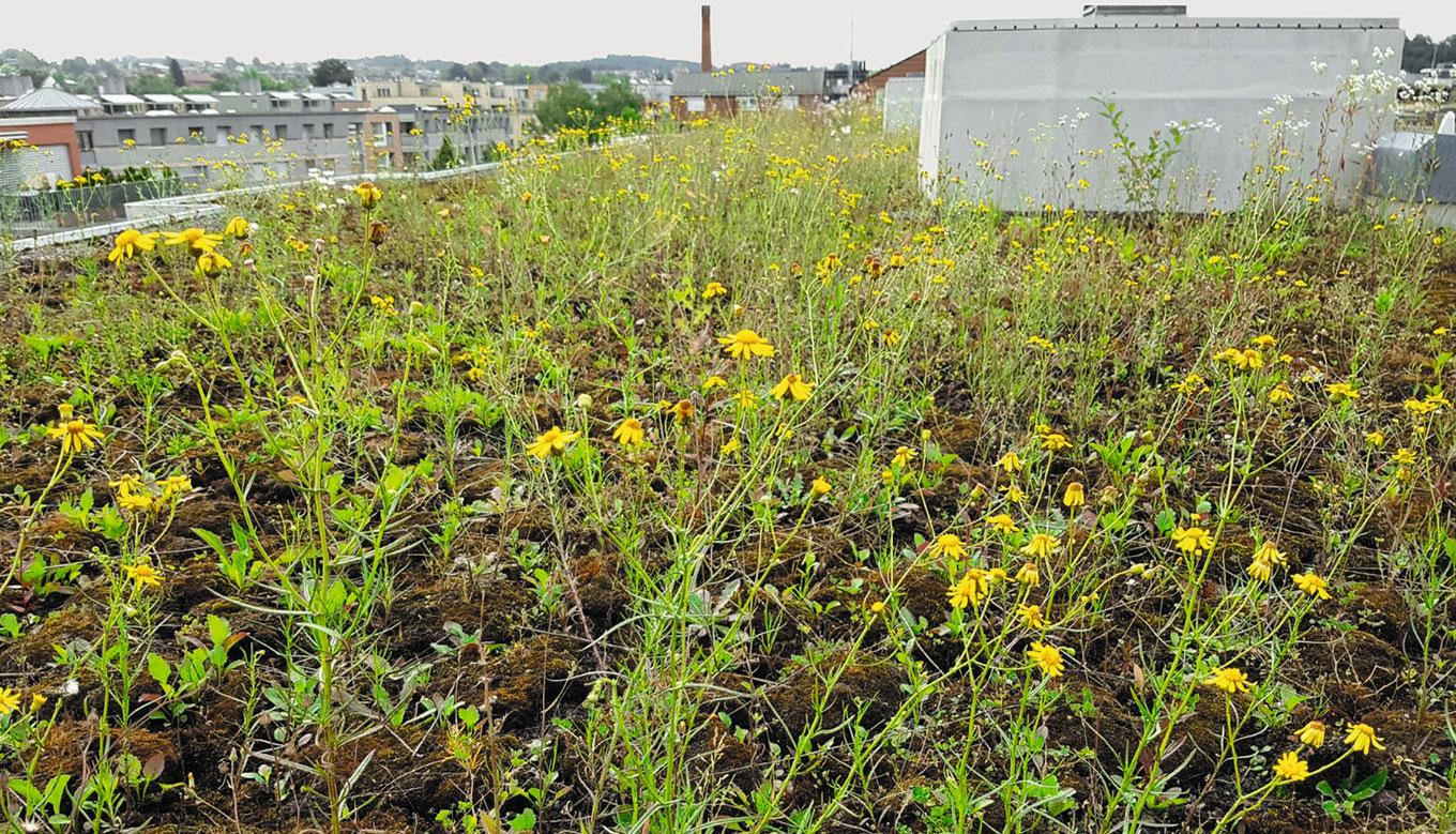Begrüntes Flachdach mit Neophyten