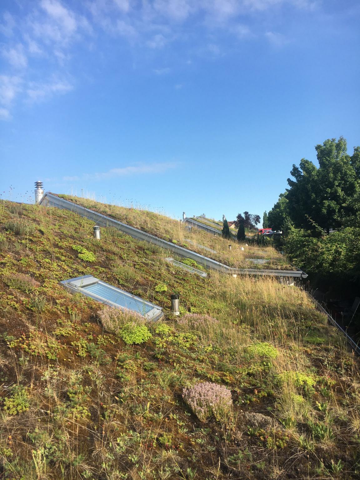 Begrüntes Schrägdach