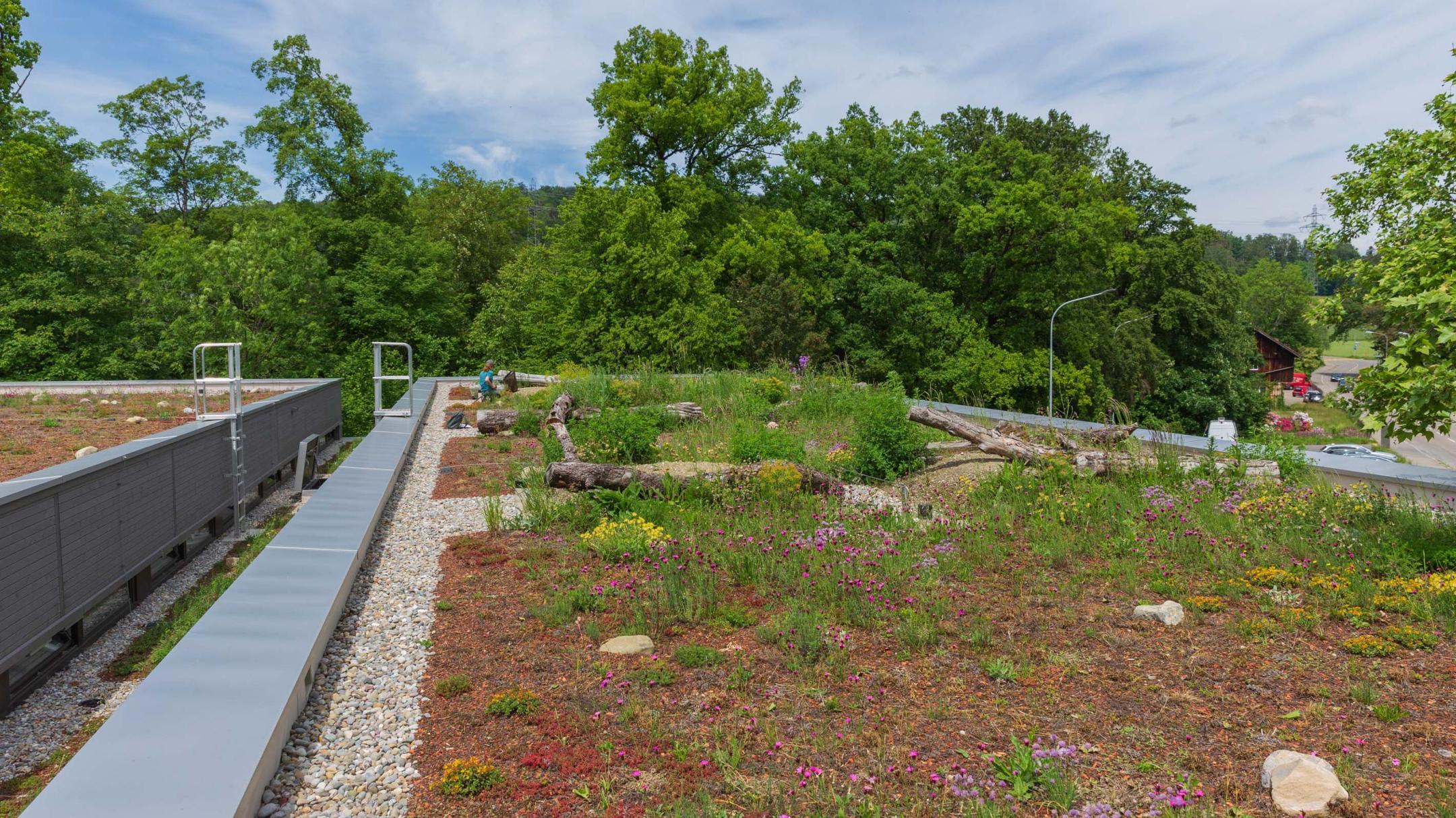 Biodiversitätsförderfläche auf Dach