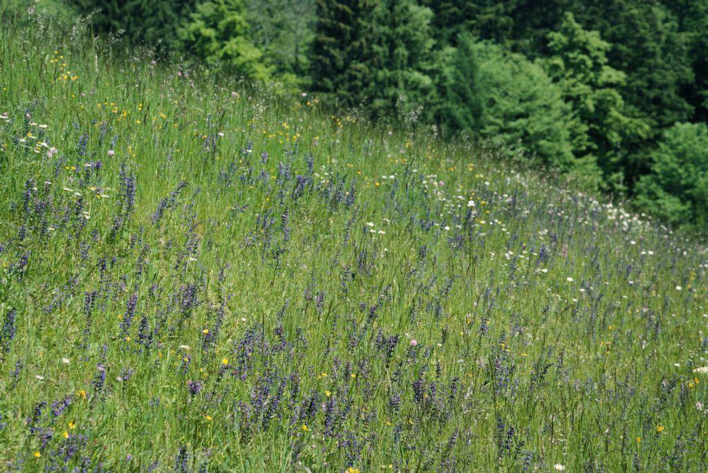 Fromental- Trespenwiese