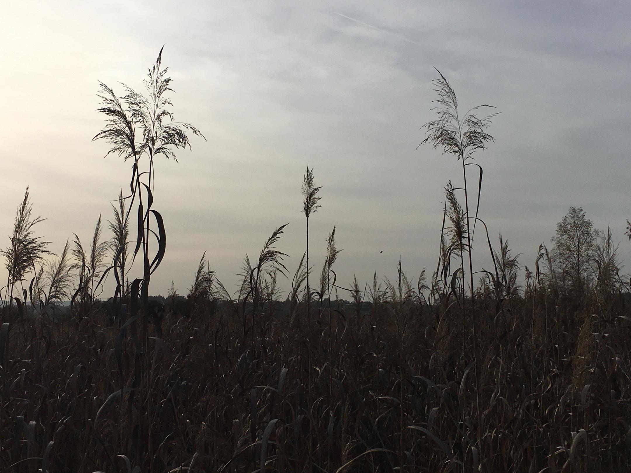 Schilf in Abendstimming