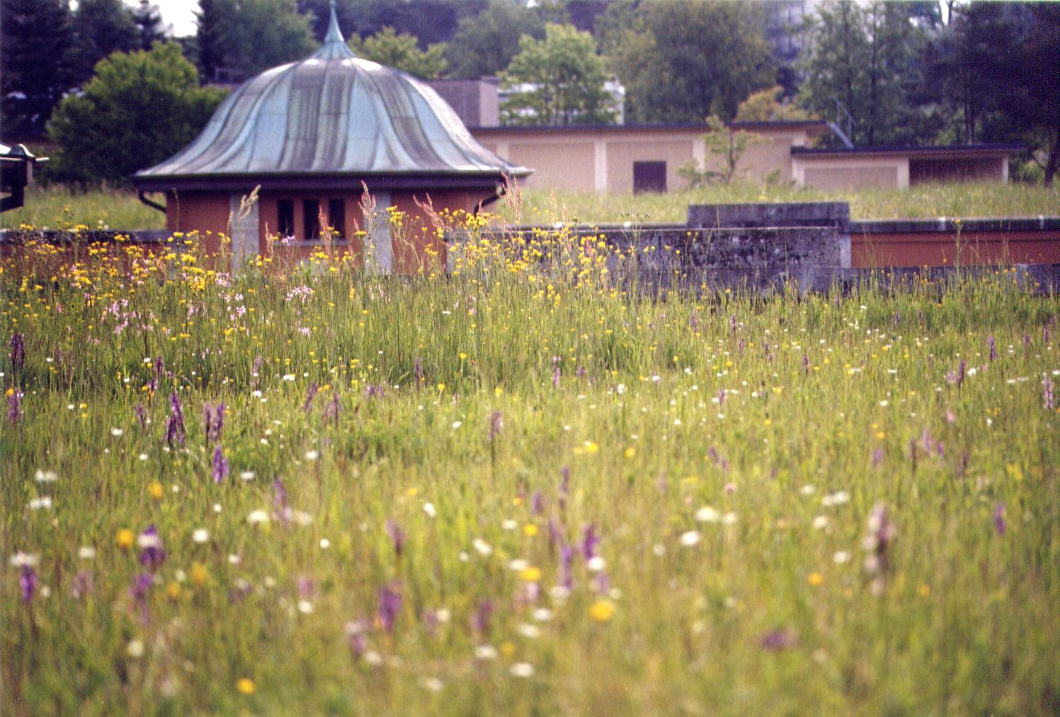 Gründach des Seewasserwerks Moos in Wollishofen