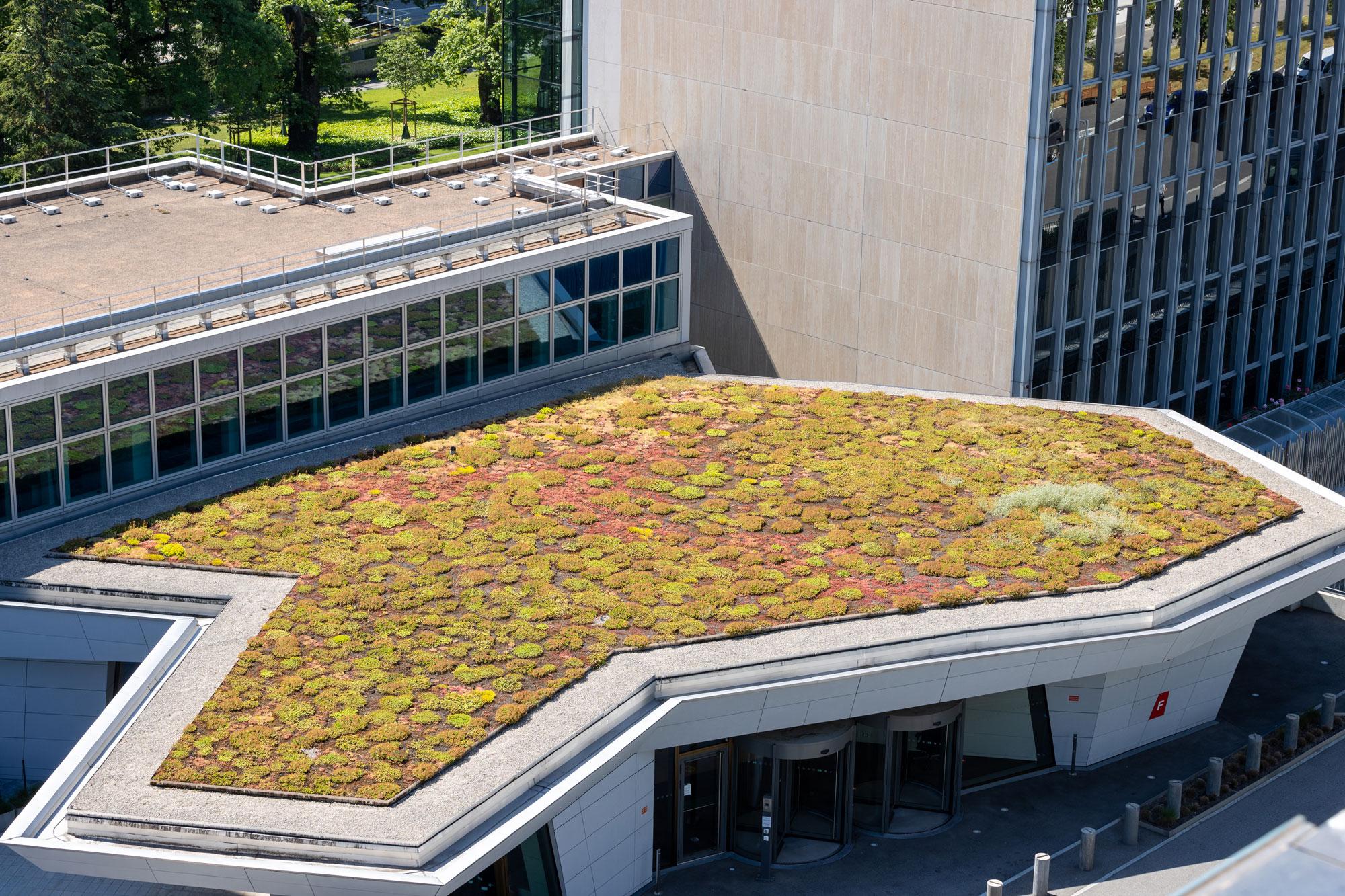 Dachbegrünung des WIPO Hauptquartiers in Genf