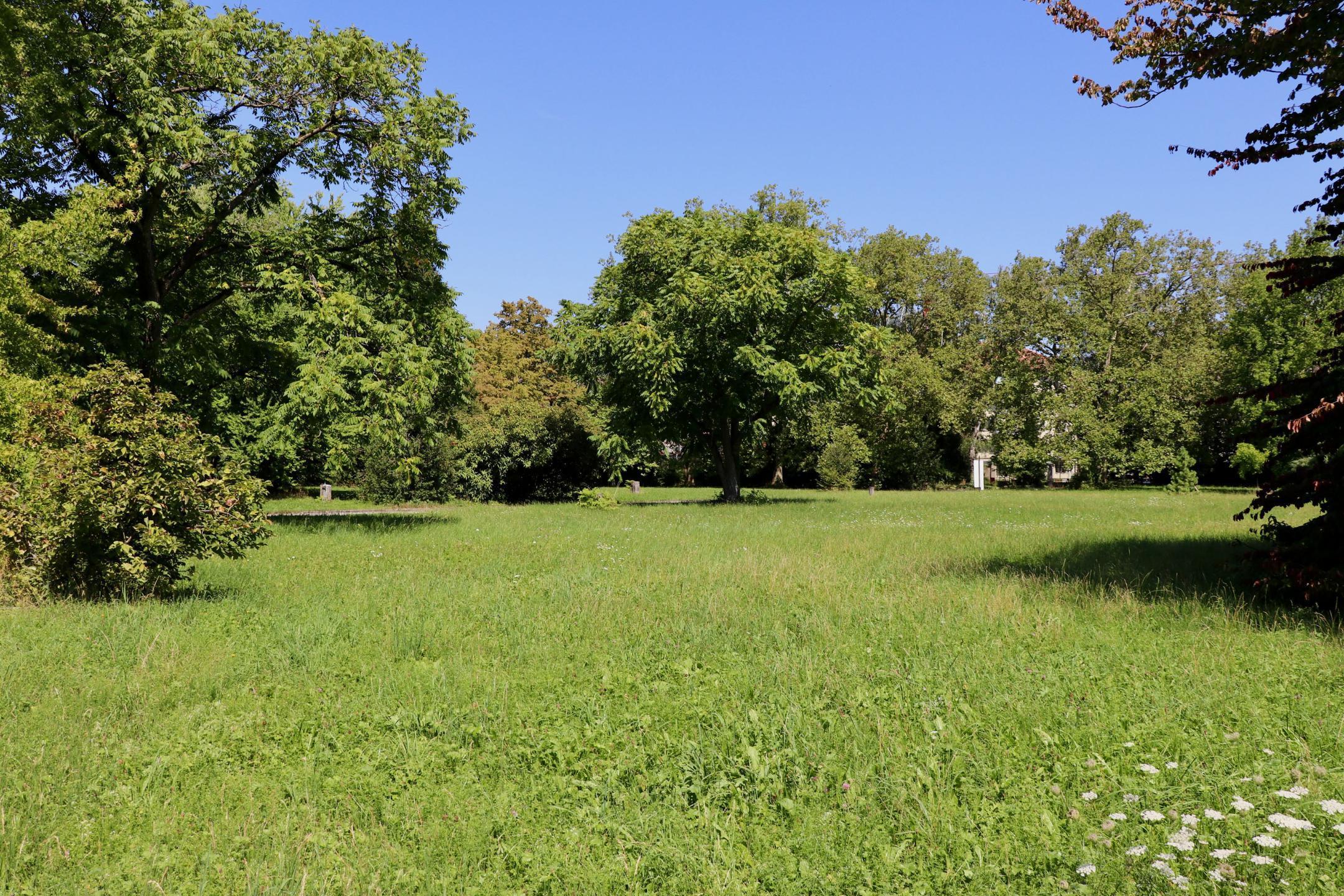 Grosse Grünfläche mit Blumenwiese und Bäumen des Friedhofsareal Sihlfeld