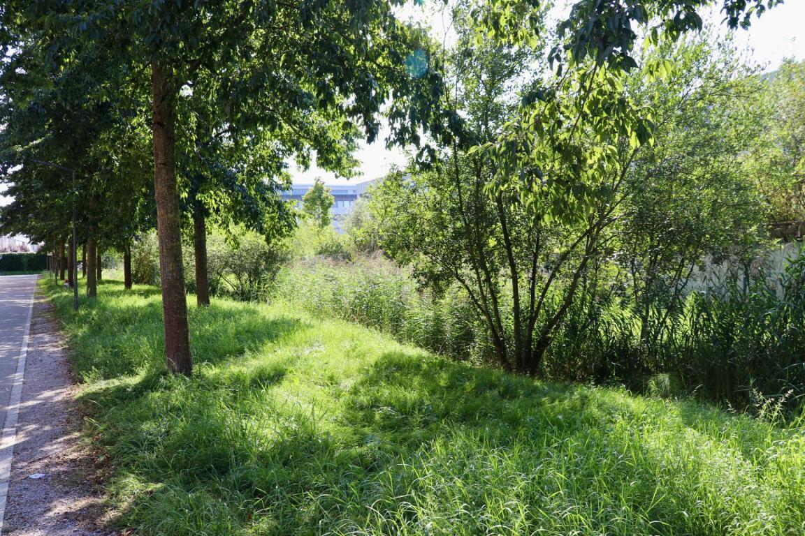 Regenwasser kann auf Grünfläche versickern oder in den kleinen Bach ablaufen auf dem Schulhausareal Blumenfeld in Zürich.