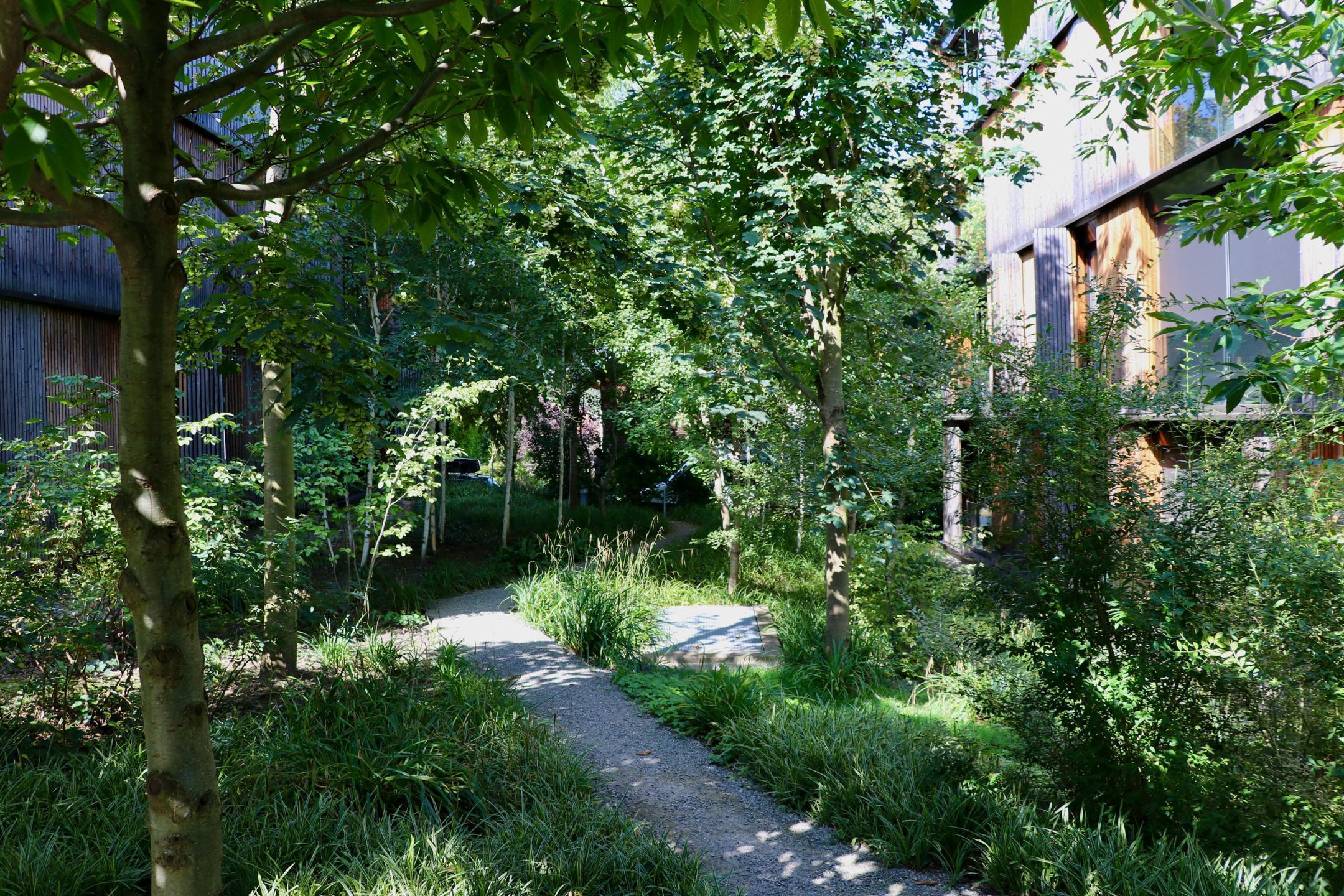 Naturnah gestalteter Bereich zwischen den Häusern in der Eschpark Siedlung in Zürich.