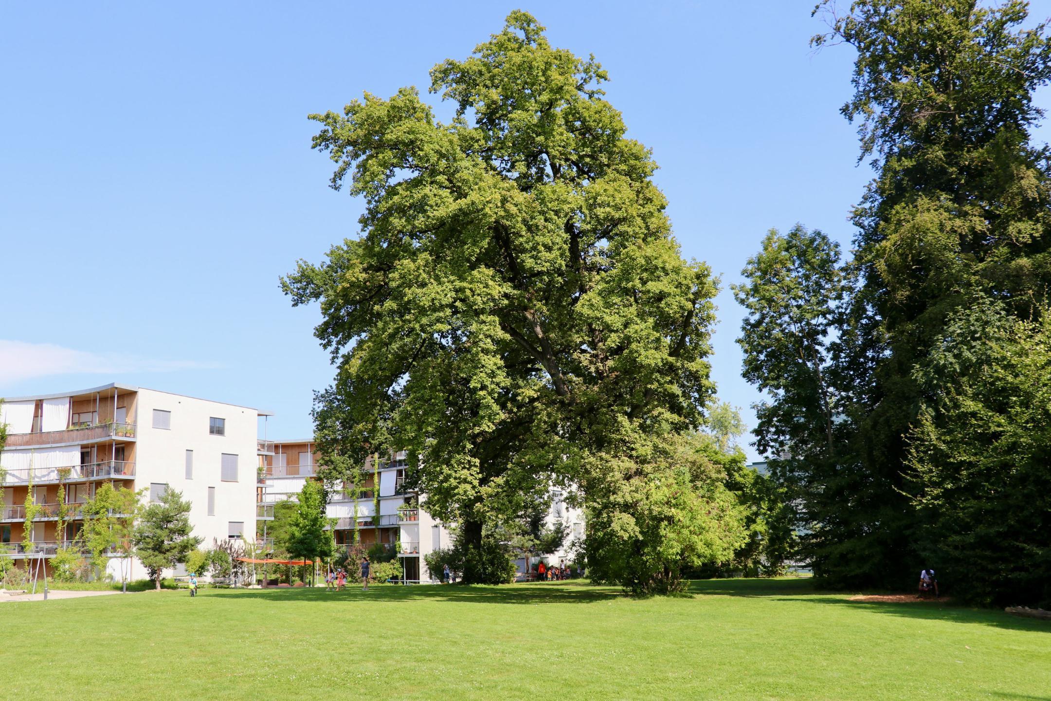 Grosse schattenspendende Bäume beim Holunderhof in Zürich.