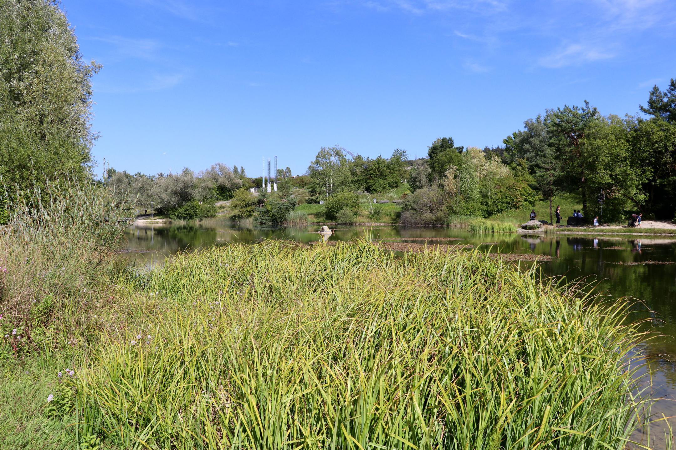 Irchelpark in Zürich mit einem See, welcher mit Bäumen umgeben ist.