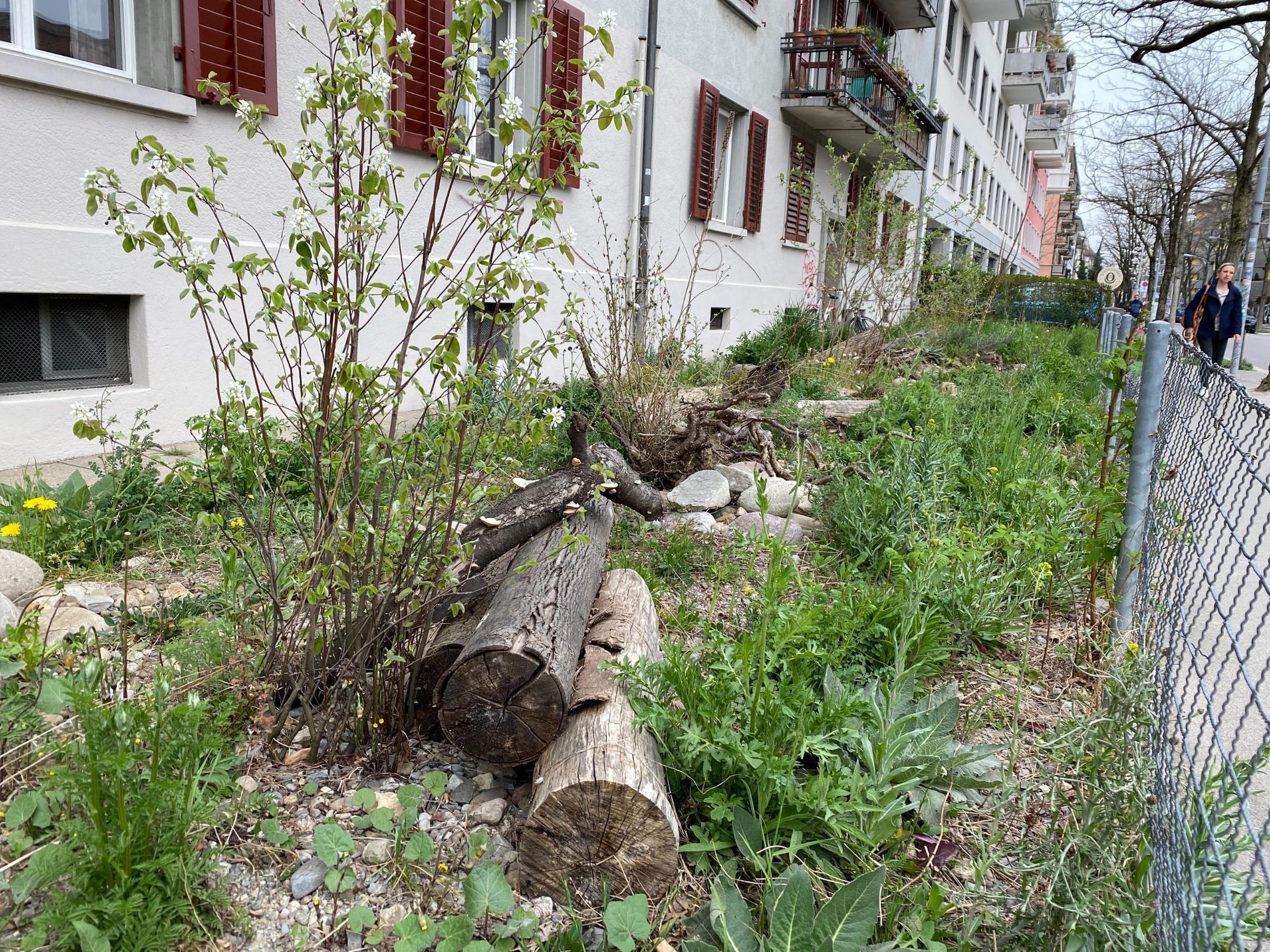 Vielseitig naturnah gestalteter Vorbereich  eines Gebäudes an der Neugasse in Zürich mit Pflanzen, Hölzer und Steinen.