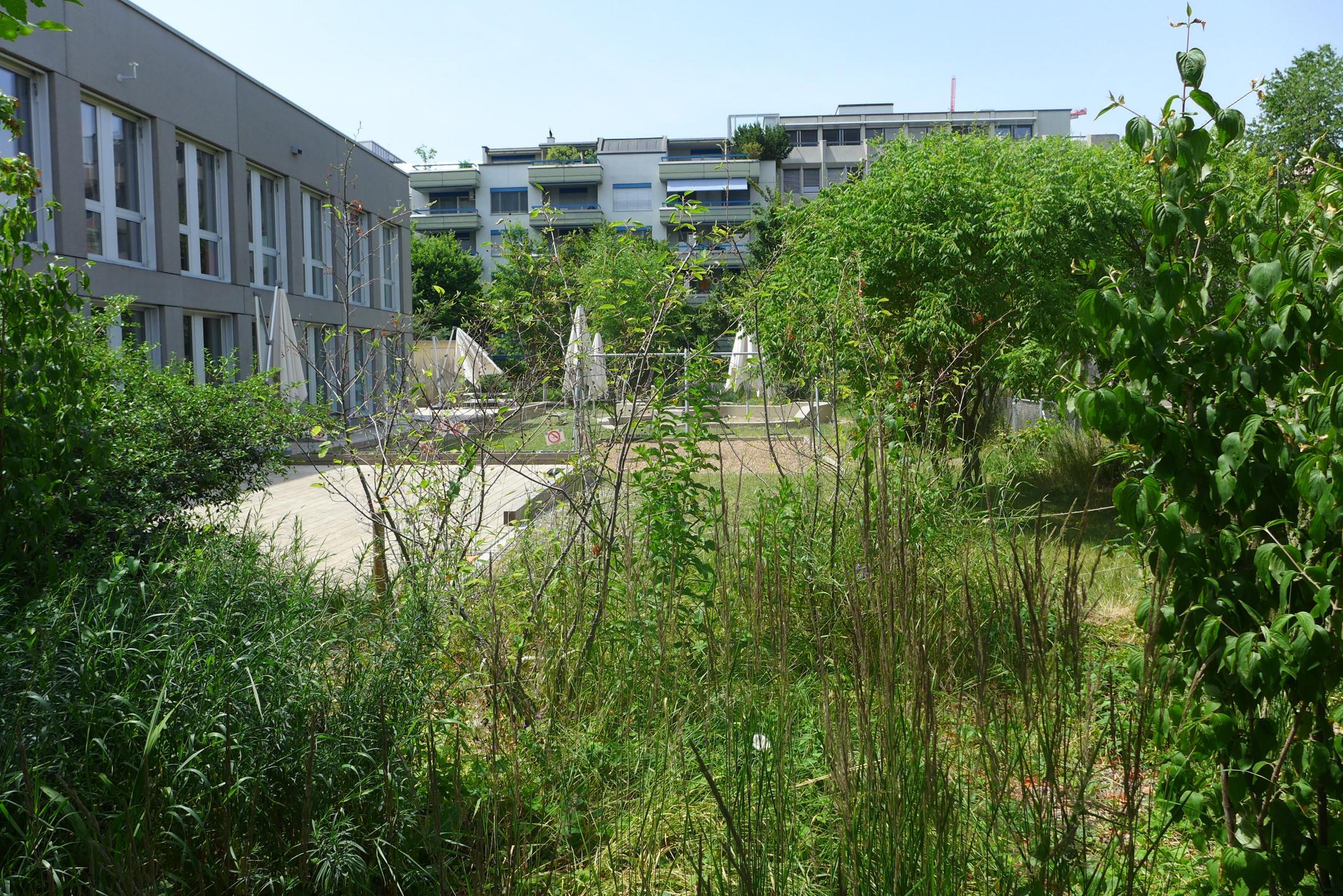 Naturnah gestalteter Aussenbereich des Schulhauses Schütze in Zürich.