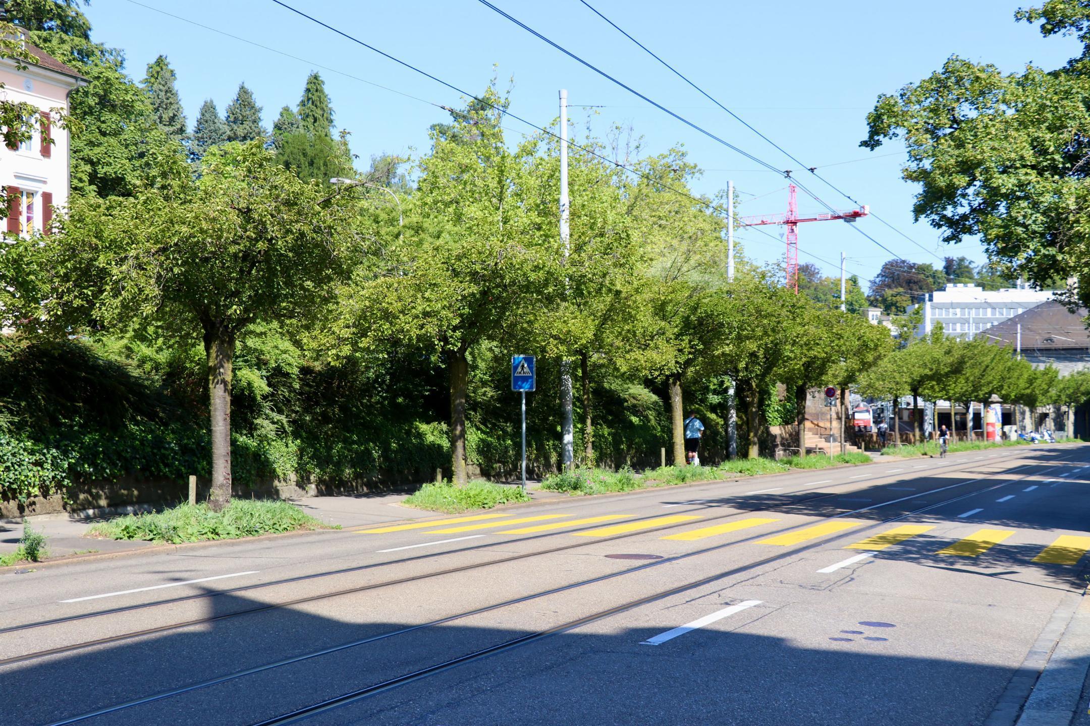 Bäume beschatten den Fussgängerweg neben der Seestrasse in Zürich.