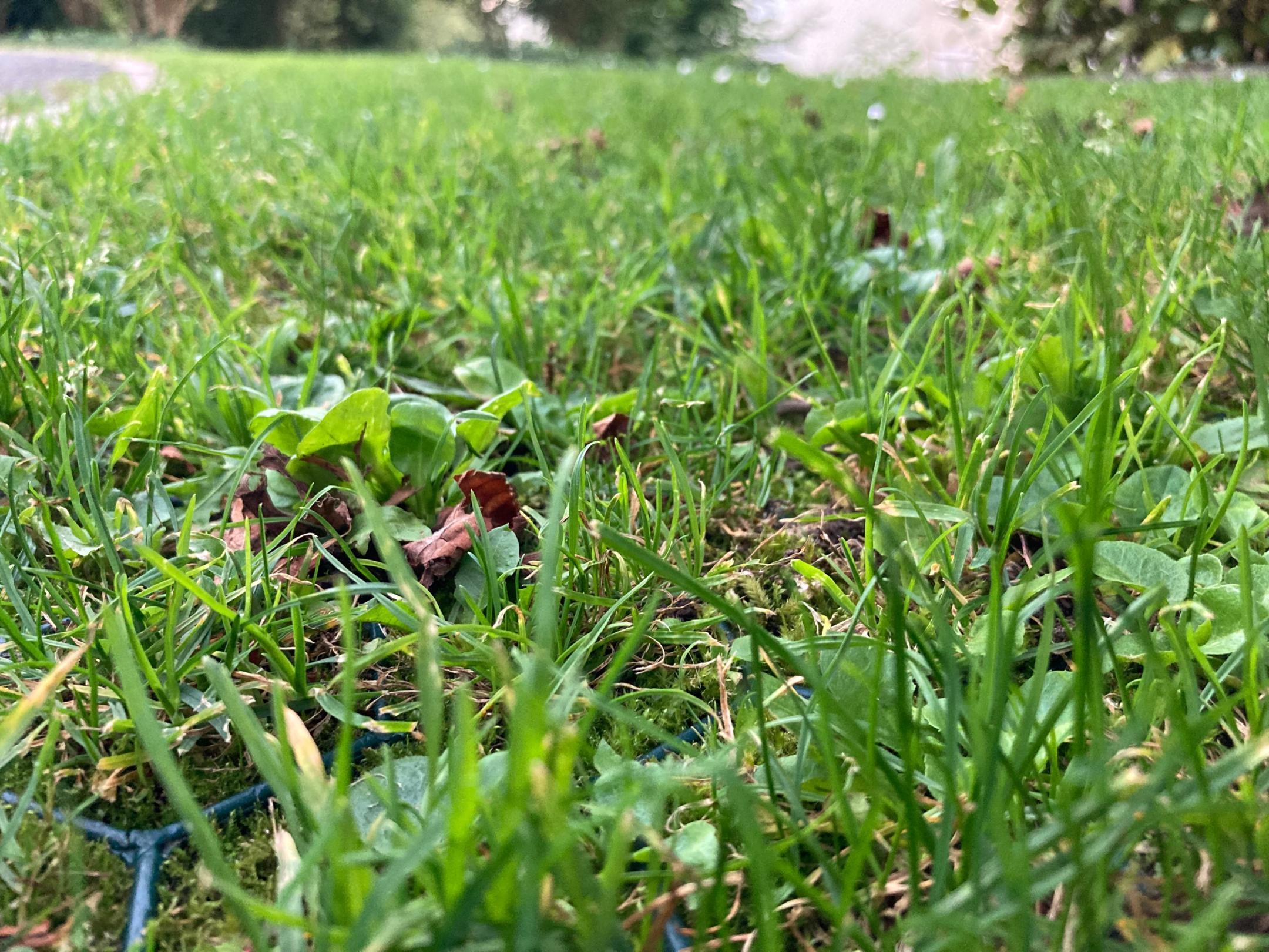 Auf dem Bild ist Kunststoffgitterrasen in Kilchberg ersichtlich. Dieses sieht fast wie herkömmlicher Rasen aus, ist aber stärker belastbar.