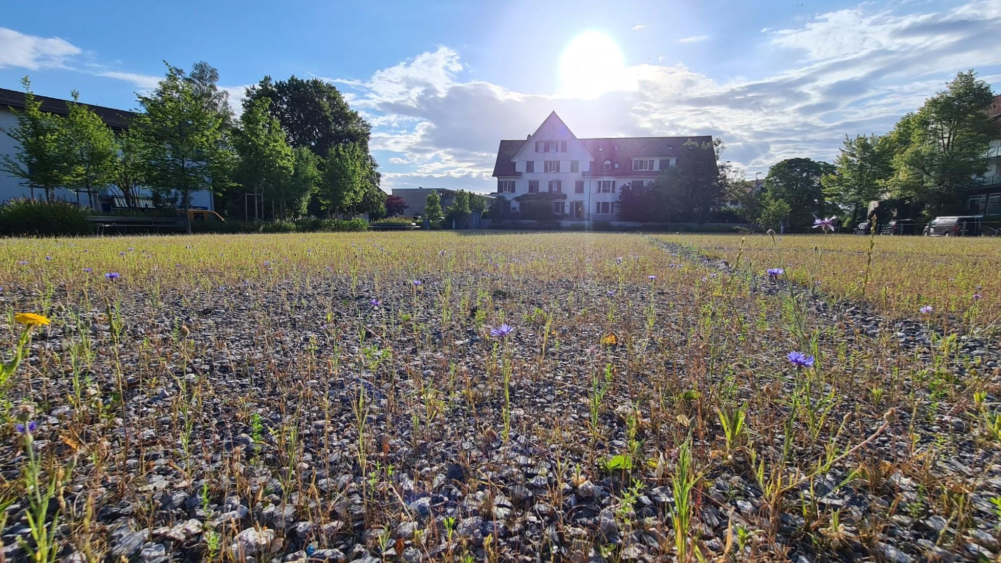 Sichtbar ist der Chilbiplatz in Thalwil, welcher aus einem Schotterrasen besteht, der eine temporäre Befahrbarkeit erlaubt.