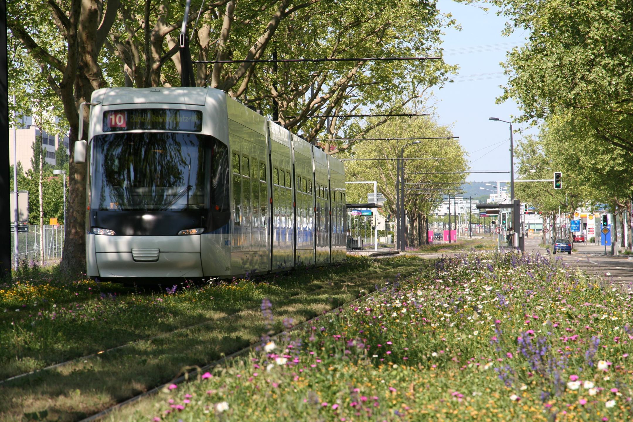 Die Tramstrasse bei der Tramhaltestelle Oerlikerhus in Zürich ist begrünt und leistet somit ihren Beitrag zur Hitzeminderung.
