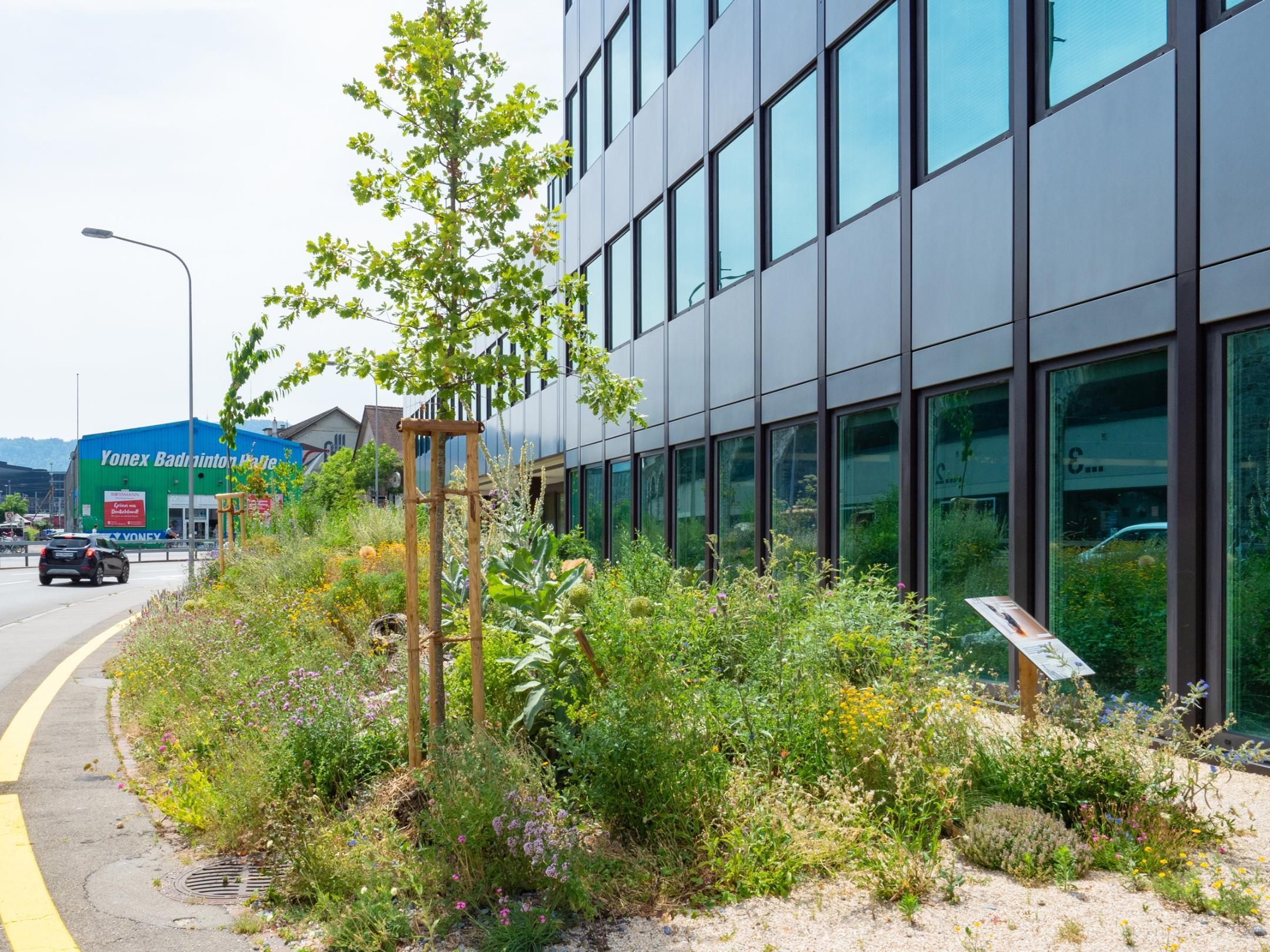 Foto zeigt die Südfassade des ZKB-Gebäudes an der Hard. Auf dem Platz zwischen Strasse und Fassade blühen farbenfrohe Wildblumen und es hat 5 frisch gepflanzte Jungbäume.