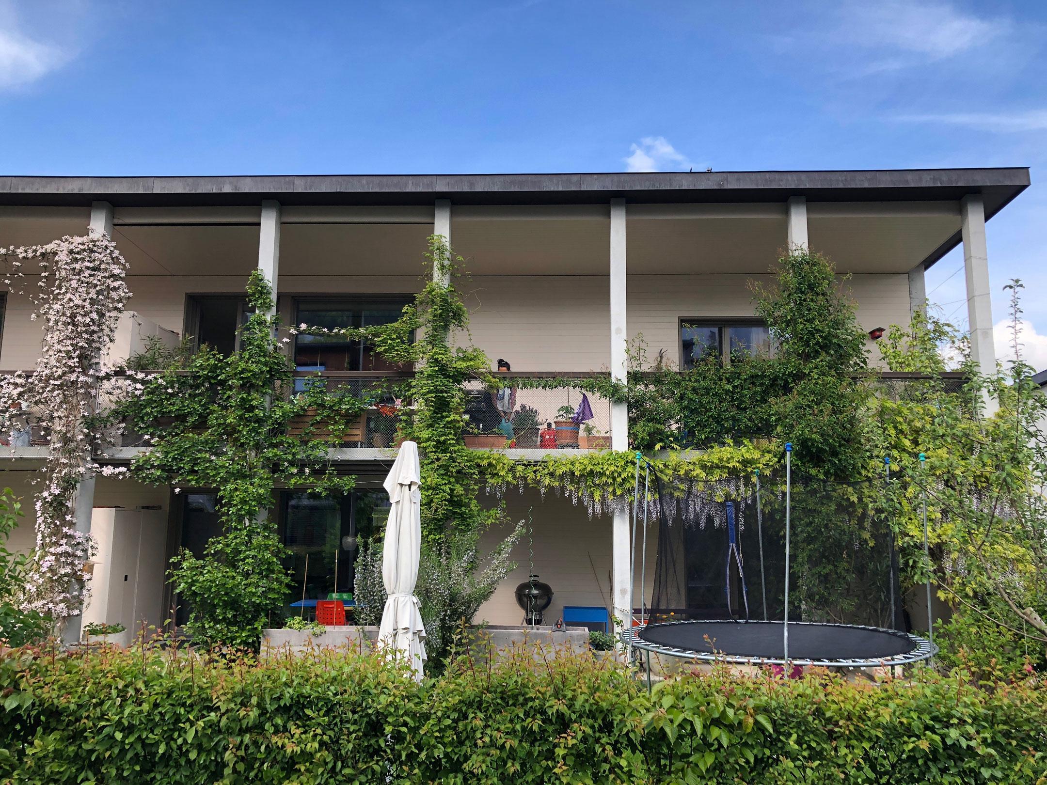 Das Foto zeigt eine Hausfassade mit Balkonen, die mit diversen Kletterpflanzen begrünt ist. 