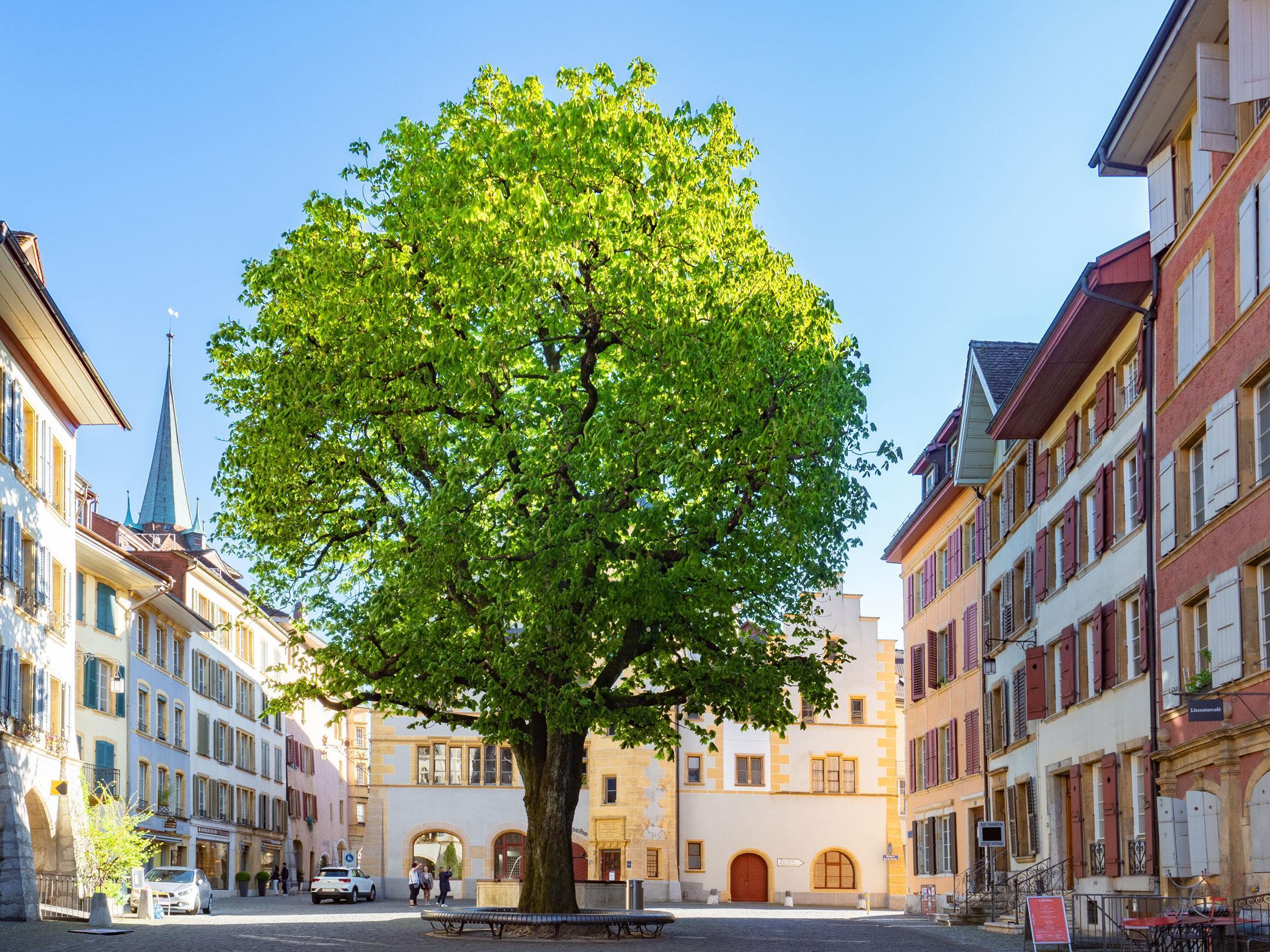 Das Foto zeigt einen Platz in der Altstadt von Biel. In der Mitte des durch Häuserfassaden umrandeten Platzes steht eine riesige Rosskastanie.