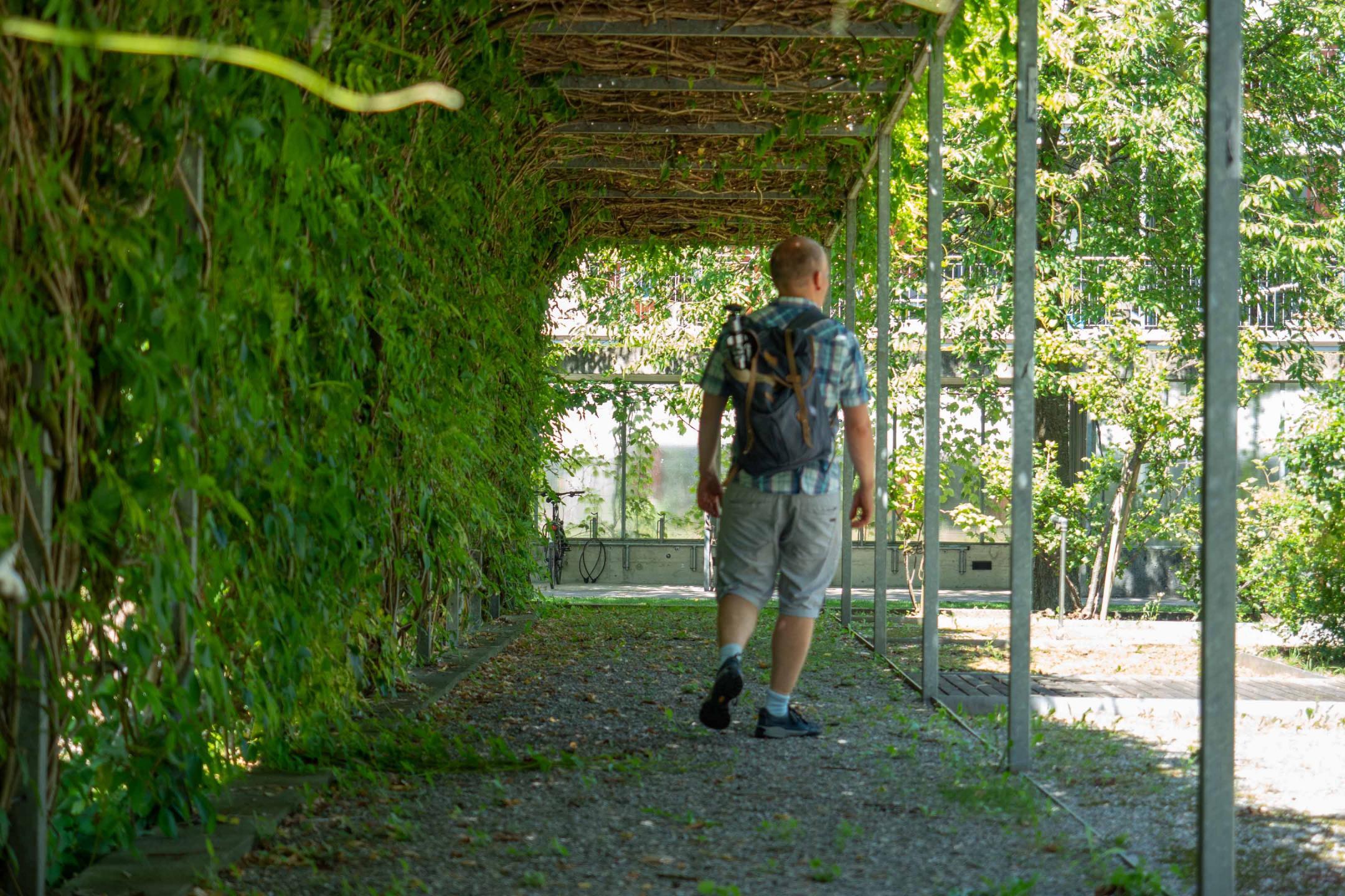 Uster, Im Lot: Das Blätterdach eines Laubengangs bietet sich an heissen Tagen zum Spazieren an.
