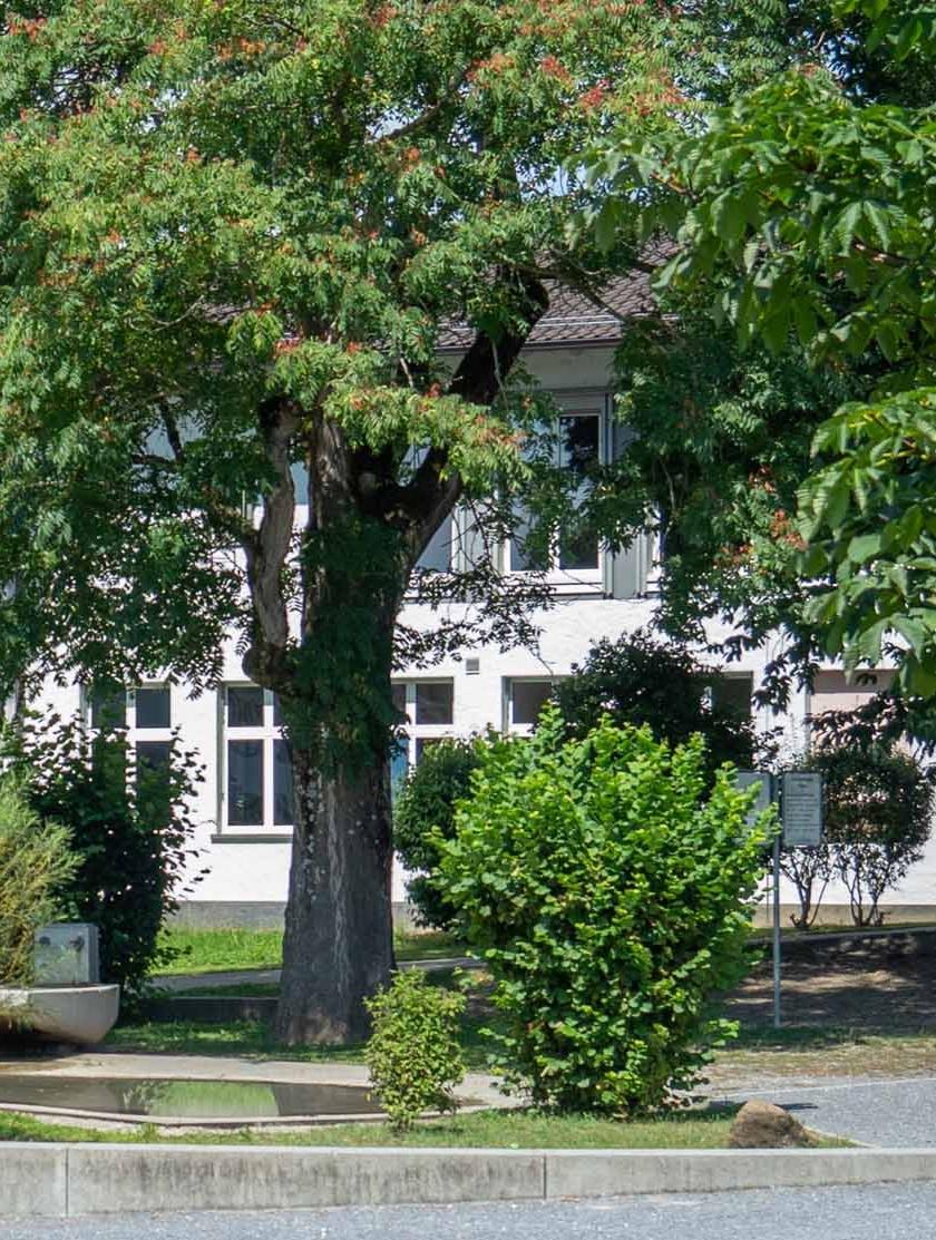 Uster, Schulhaus Pünt: Grosskronige Bäume beschatten die Fassade des Gebäudes.