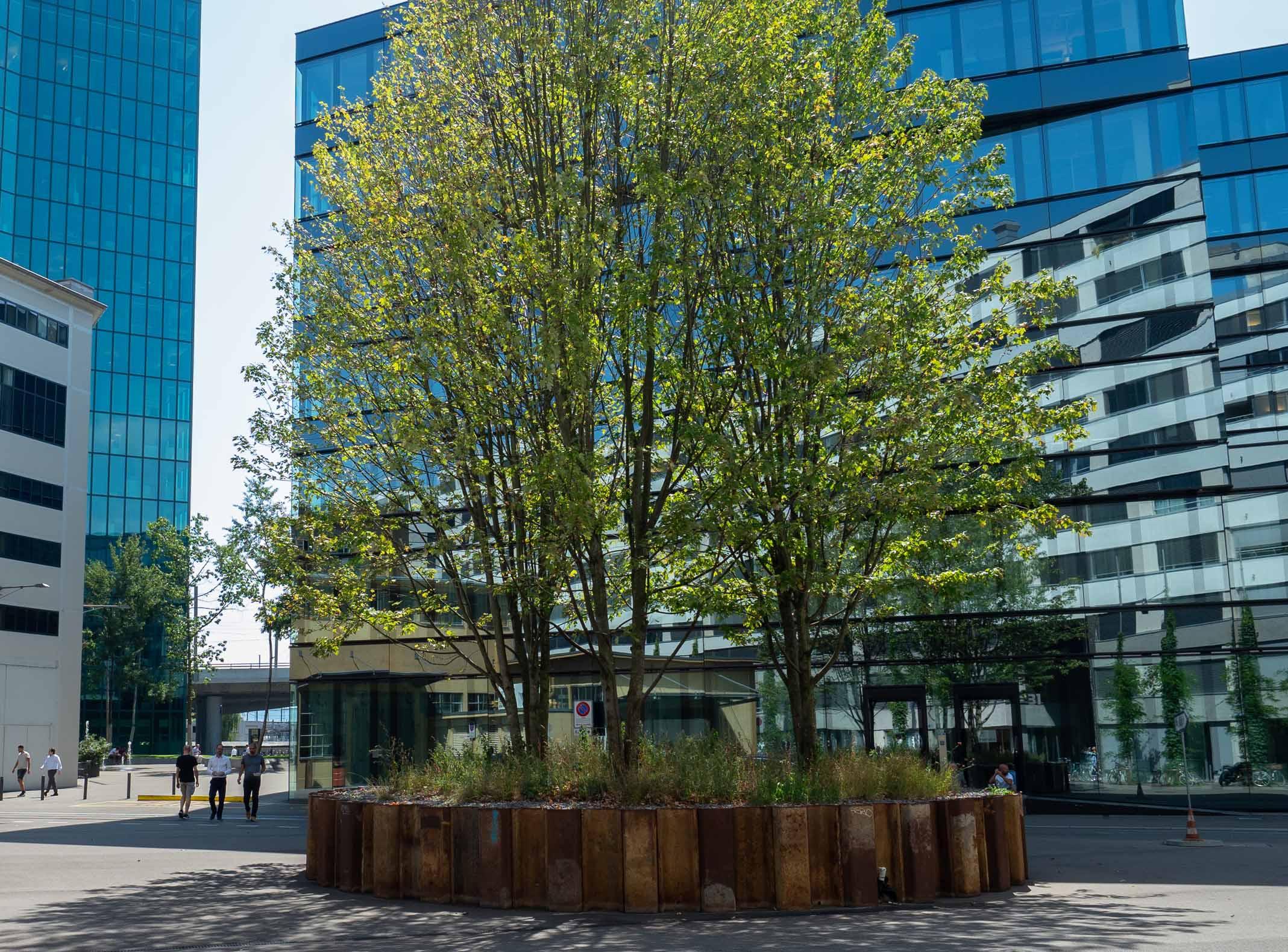 Zürich, Maagareal: Auch auf versiegelten Flächen können Bäume in Pflanztrögen für Beschattung sorgen.