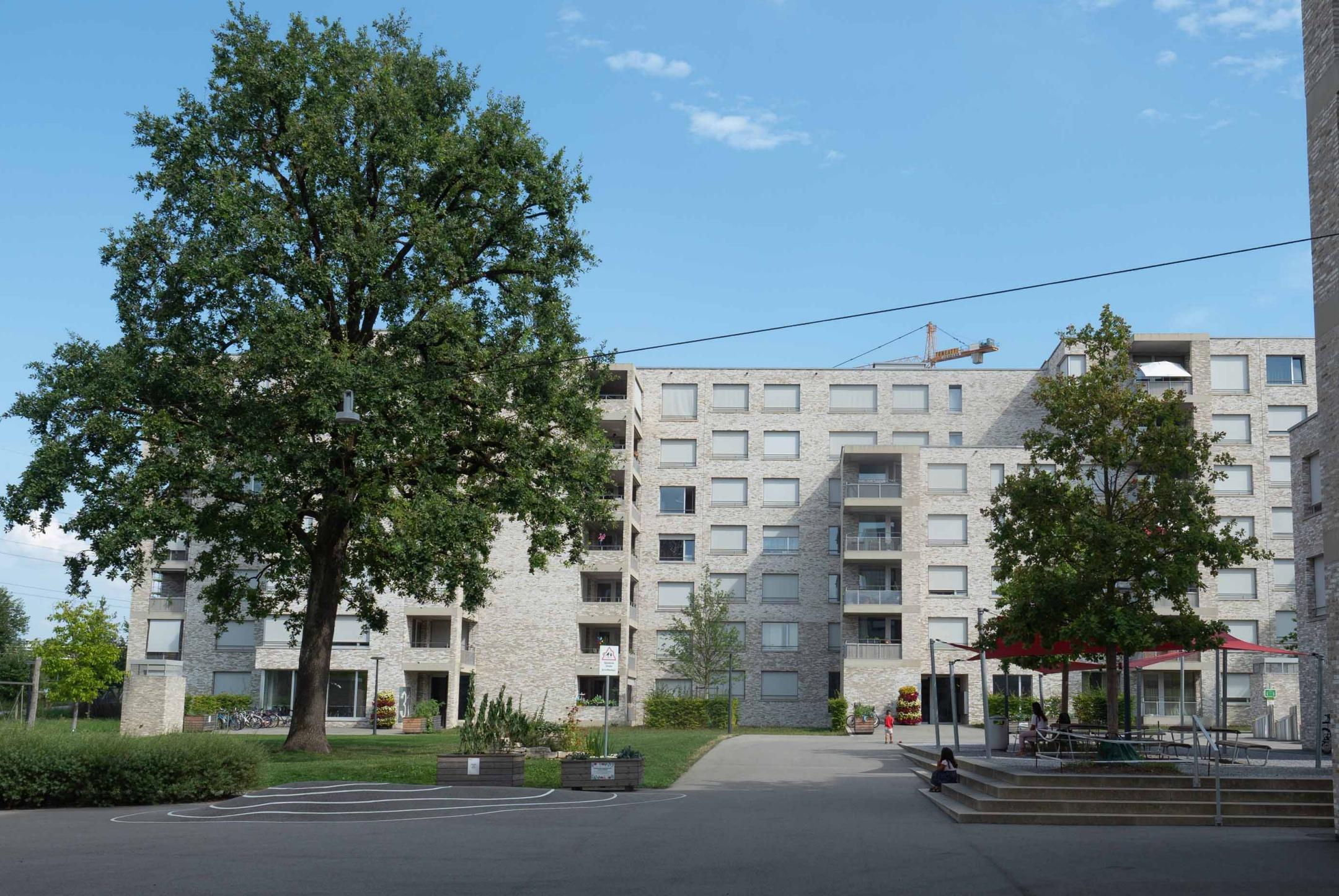 Zürich, Mattenhof: Ein grosskroniger, älterer Baum konnte im Zuge der Neuüberbauung erhalten werden.