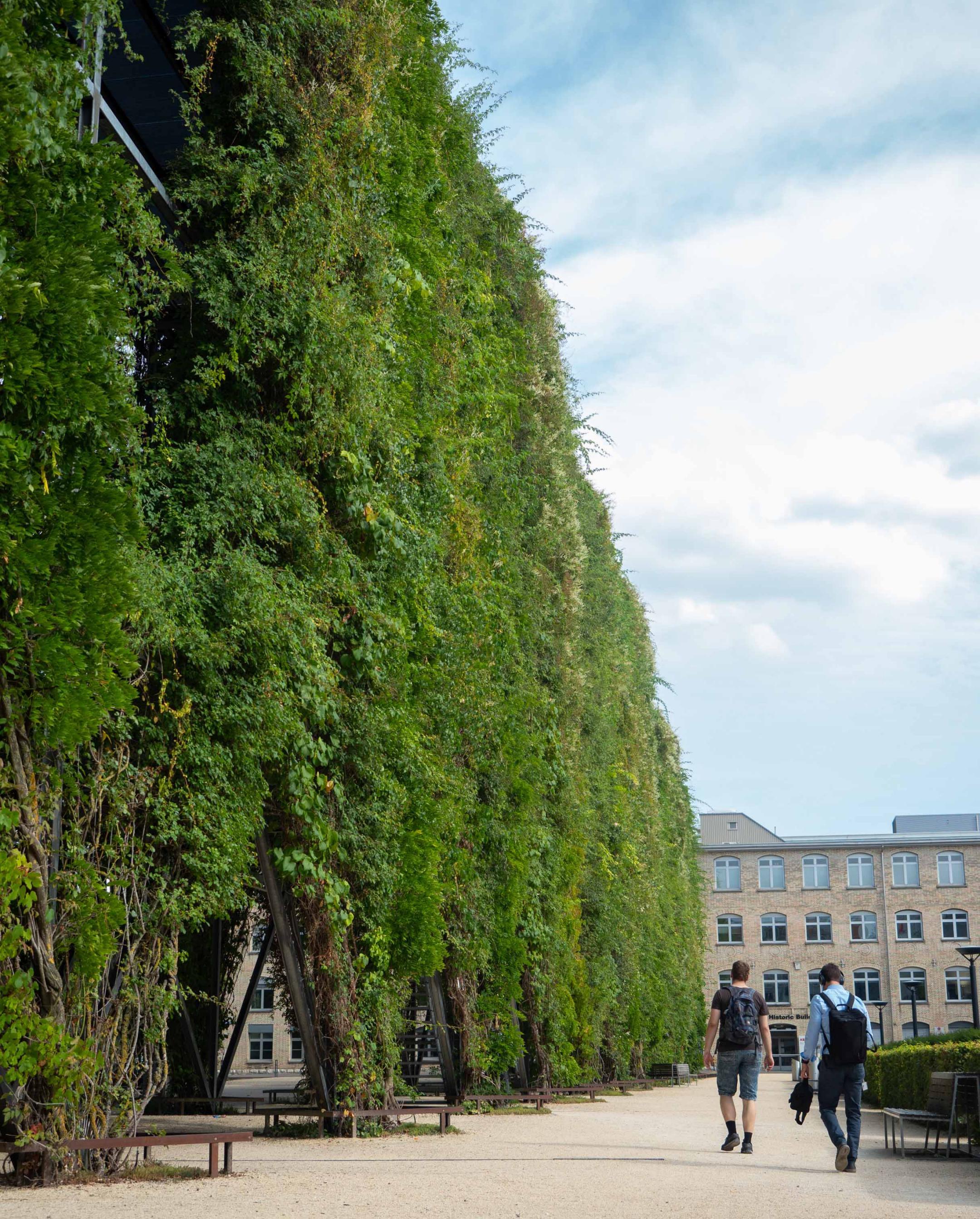 Zürich, MFO-Park: Intensive Begrünung in der Senkrechten.