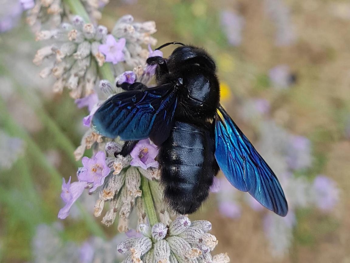 Blauschwarze Holzbiene, Bild: Pixabay