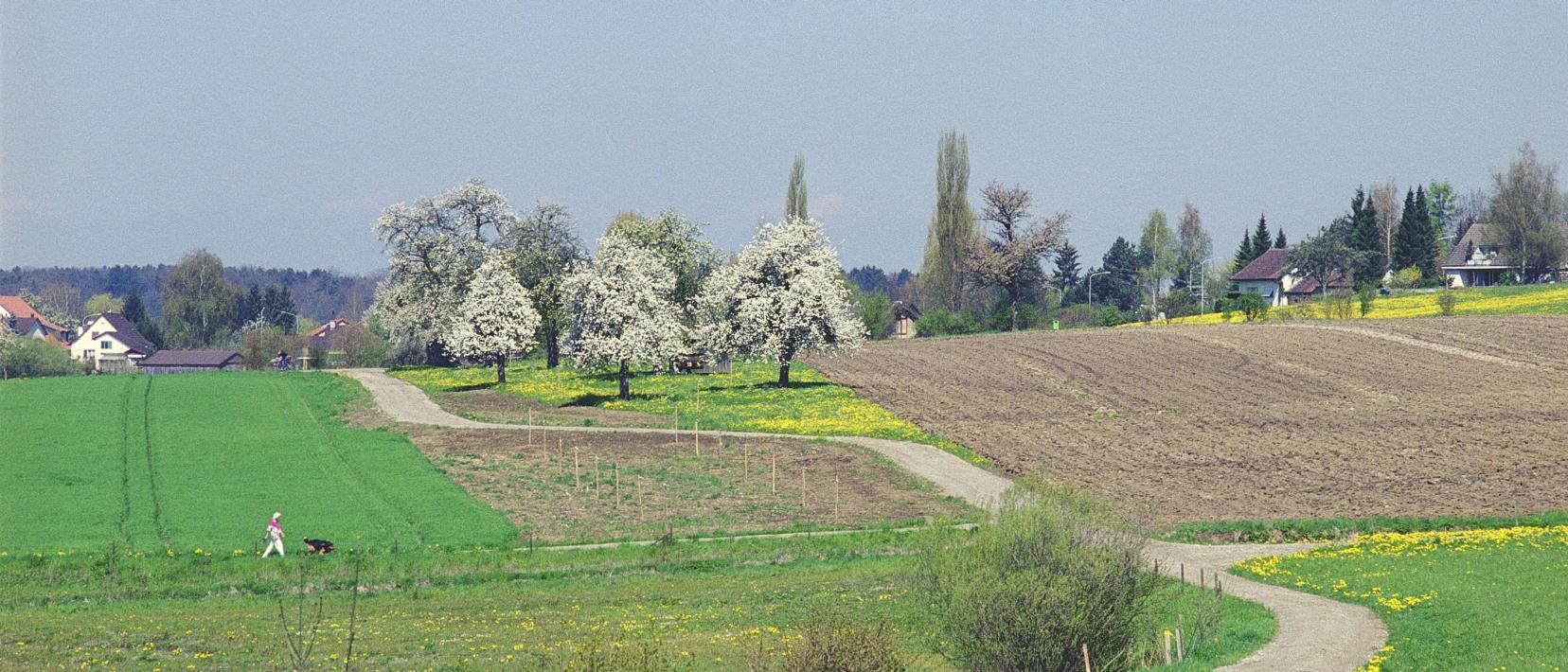 Eine vielfältige Landschaft mit optimalen Strukturen für die Landwirtschaft, einem Feldweg, Äckern, blühenden Obstbäumen und Hecken.