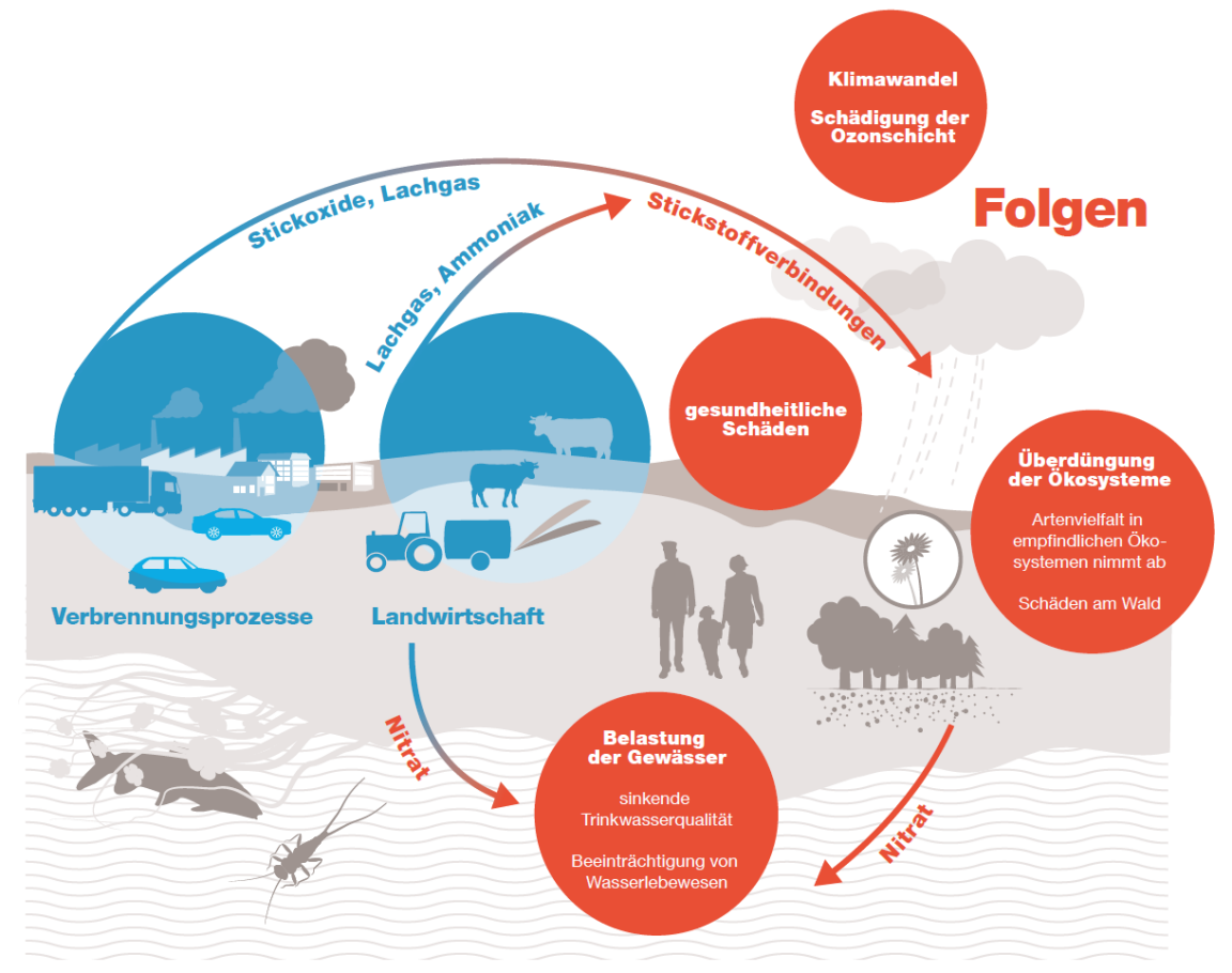 Abbildung, in der der Stickstoffkreislauf von der Überdüngung bis zur Schädigung der Ozonschicht aufzeigt.