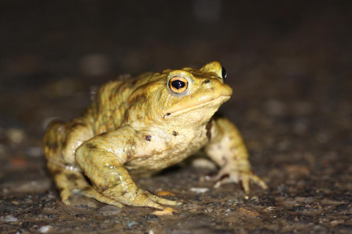 Erdkörte, Nachtaufnahme