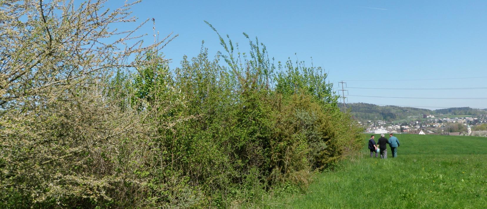 Eine Hecke mit verschiedenen Gebüscharten. Im Hintergrund drei Personen, die vor Ort die Hecke begutachten und kontrollieren.